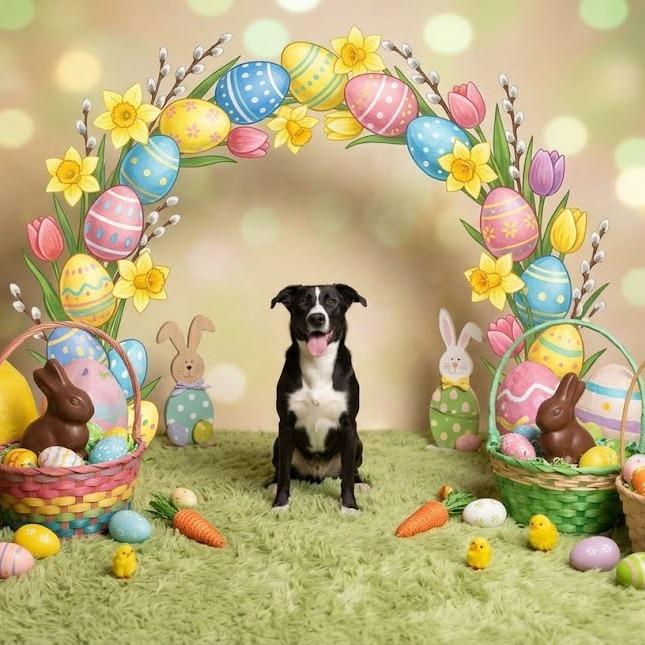 Enlarge Althea, a Adoptable Pit Bull Terrier in Hinesville, GA image 2/4