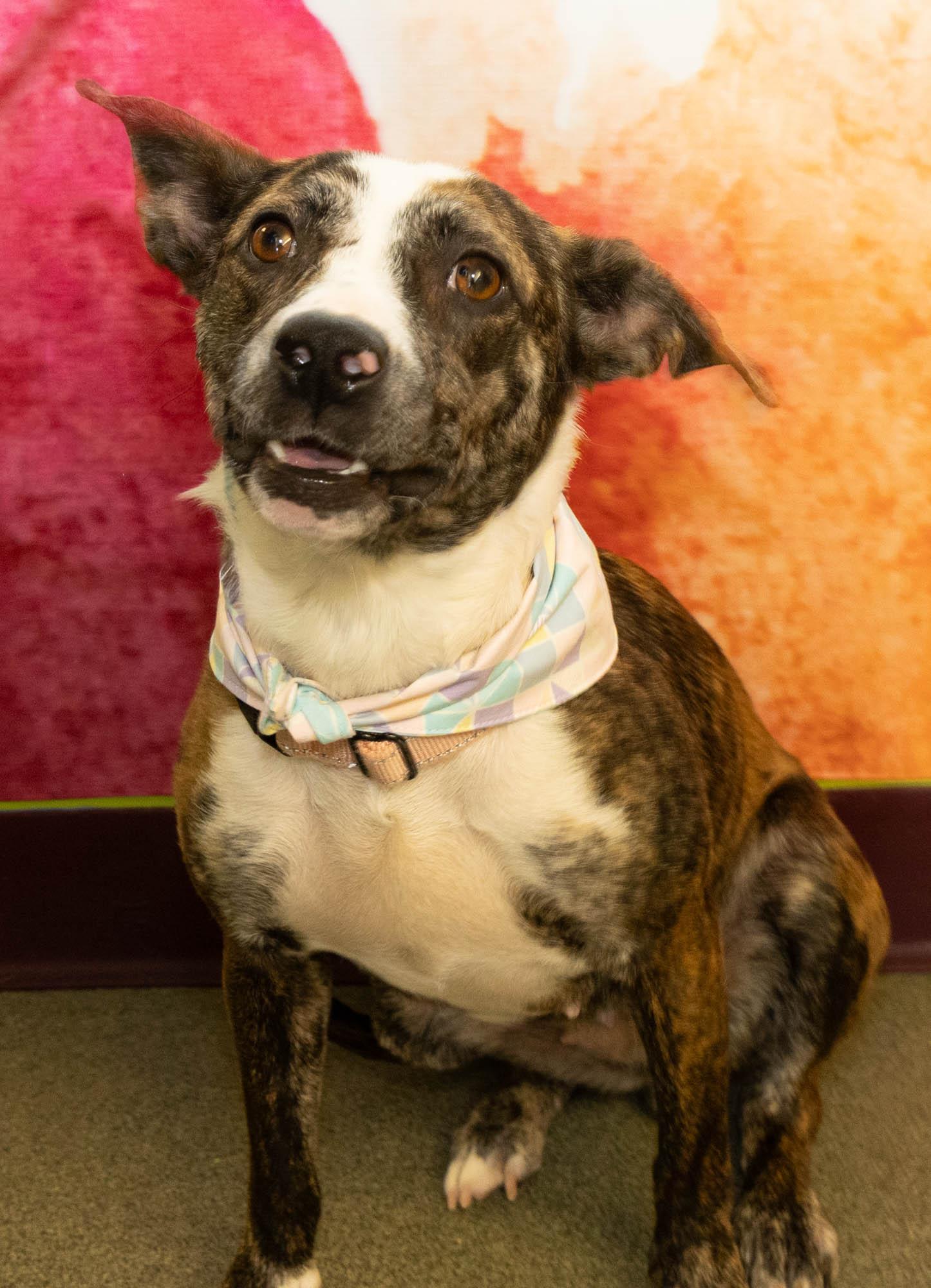 Enlarge Mouse, an adopted Mixed Breed in Mount Pleasant, MI image 2/2