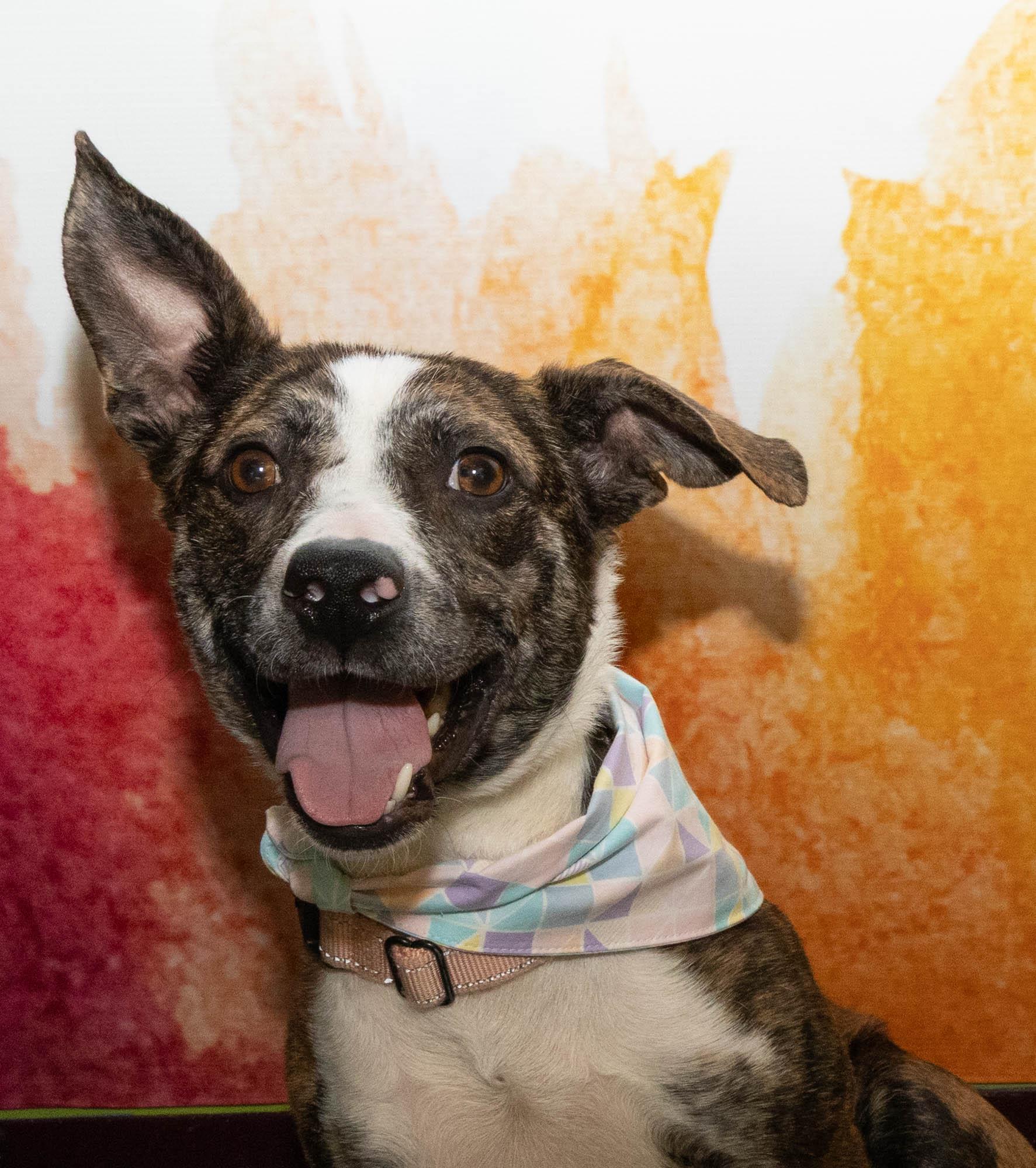 Enlarge Mouse, an adopted Mixed Breed in Mount Pleasant, MI image 1/2