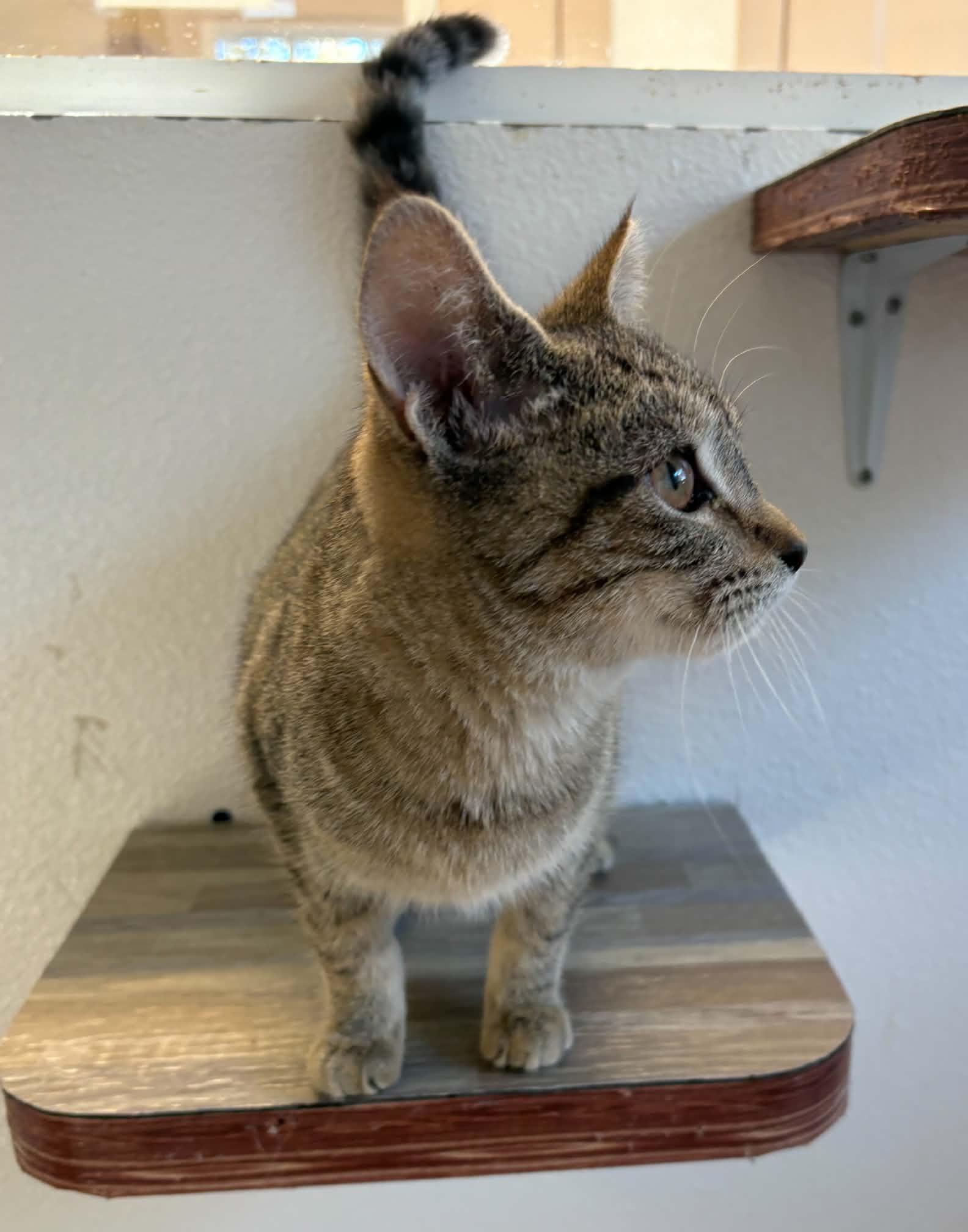 Enlarge Bo Peep, a Adopted Domestic Short Hair in Grants Pass, OR image 2/2