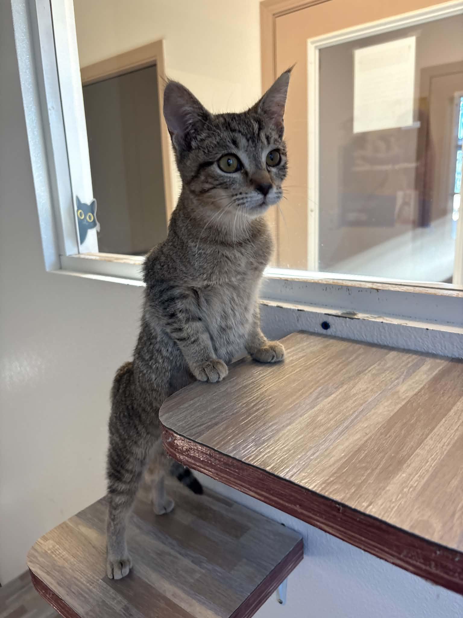 Bo Peep, Adopted, Kitten Female Domestic Short Hair.