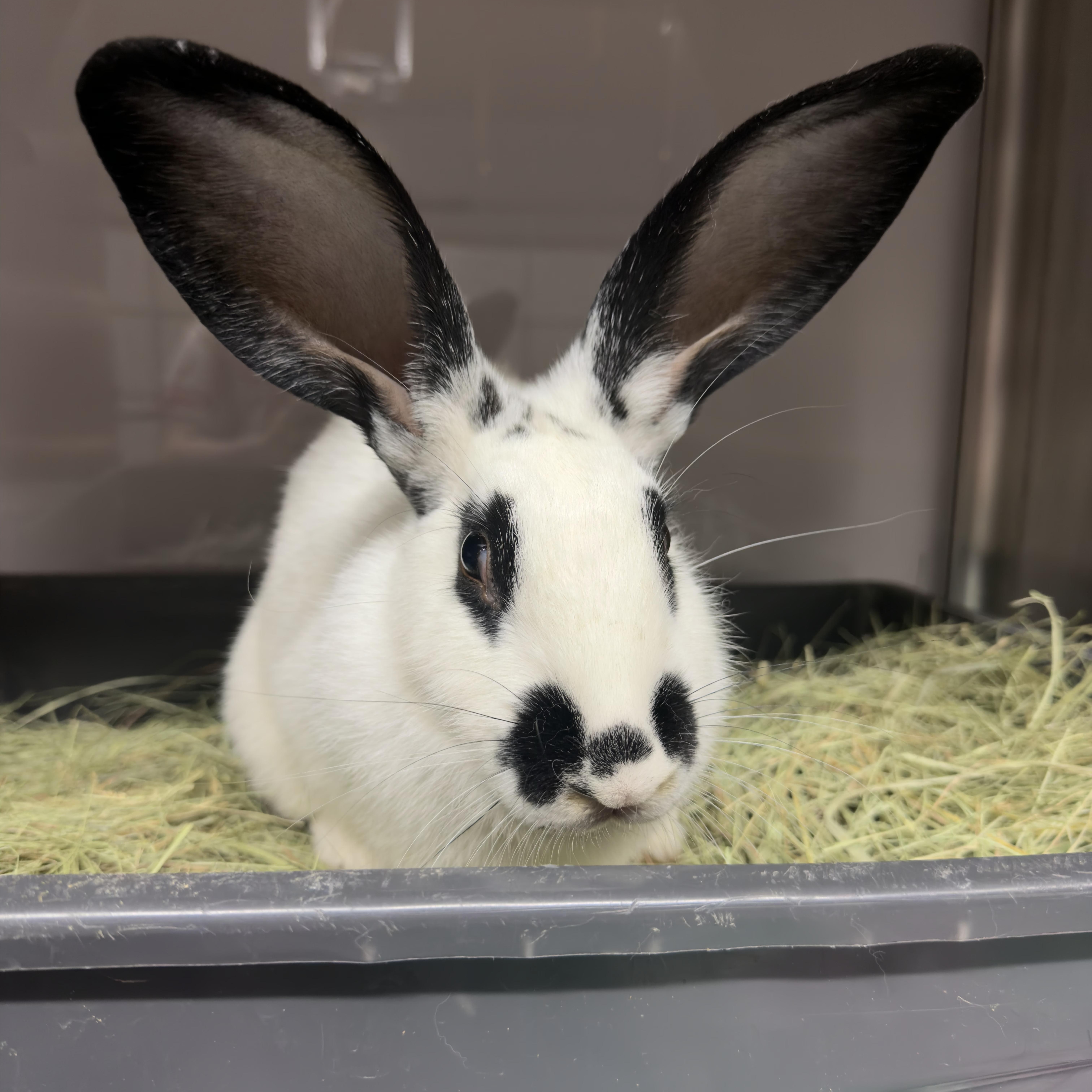 Satellite, ADOPTABLE, Young Female Checkered Giant.