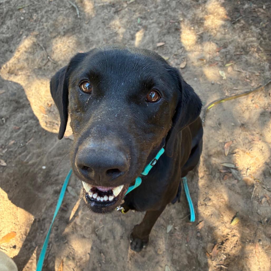 Dasher, a Adoptable Mixed Breed in Pensacola, FL image 2/3