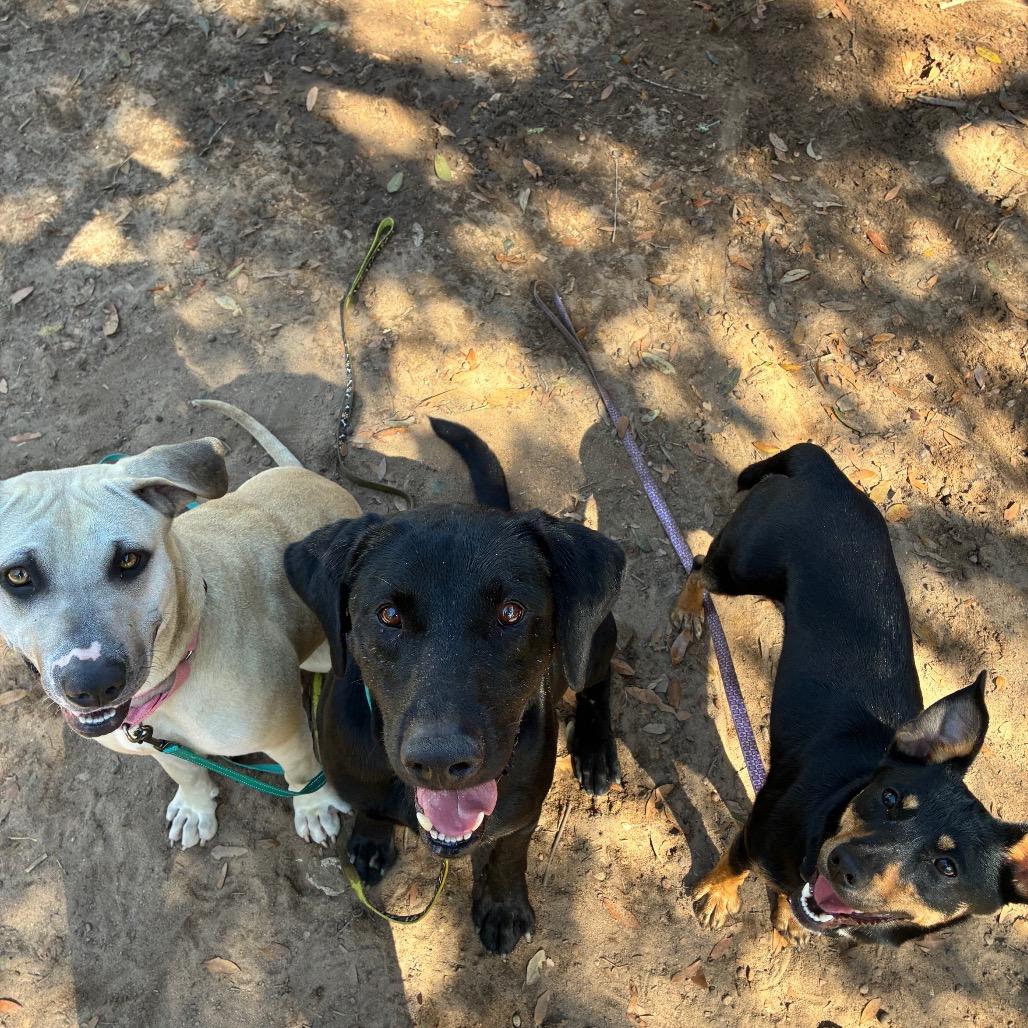 Dasher, a Adoptable Mixed Breed in Pensacola, FL image 3/3