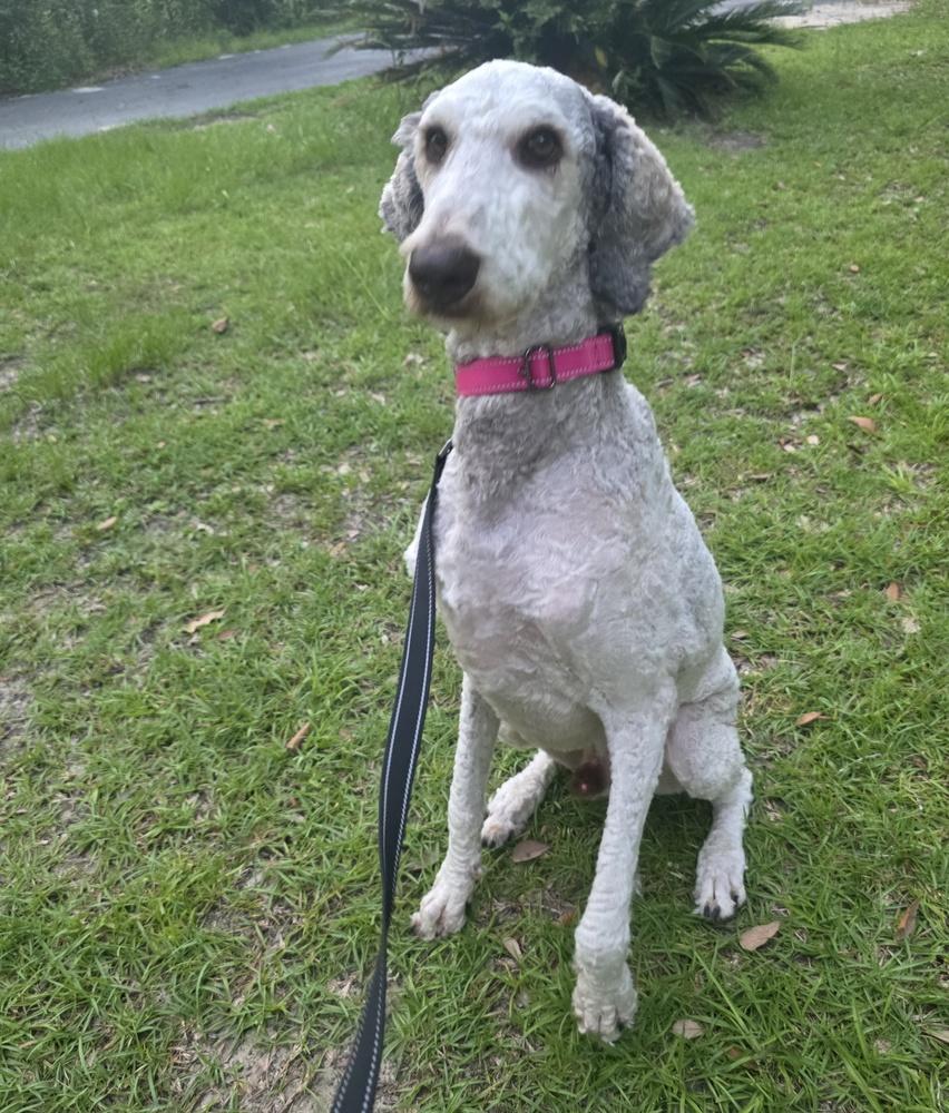 Comet, a Adoptable Standard Poodle in Bonifay, FL image 2/6