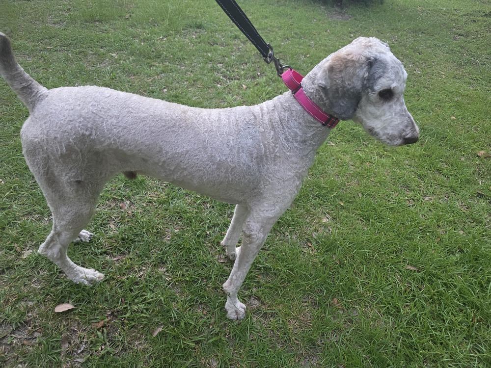 Comet, a Adoptable Standard Poodle in Bonifay, FL image 4/6