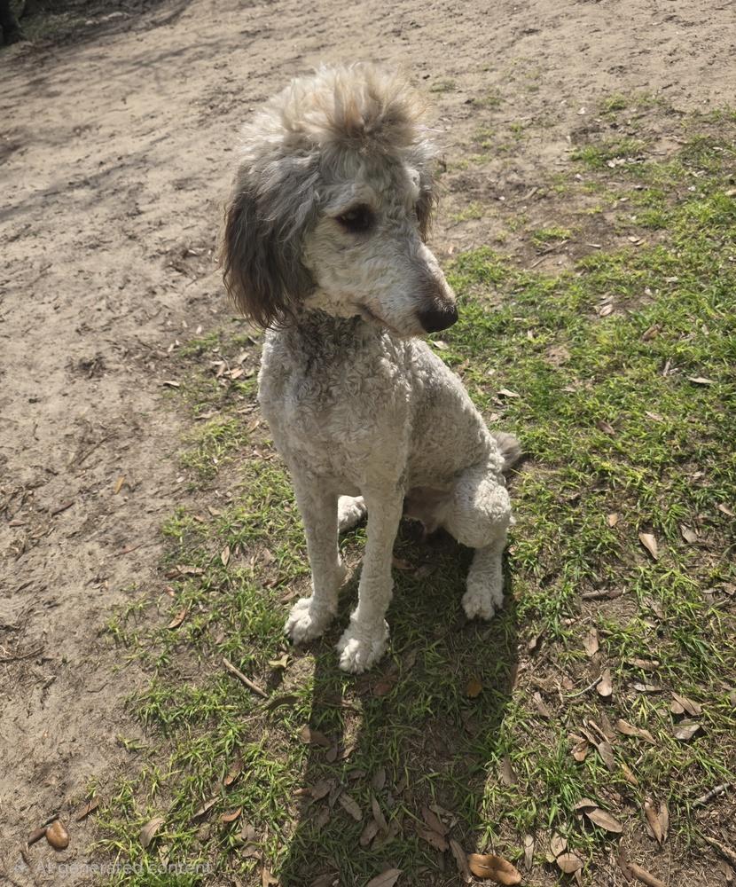 Enlarge Comet, a Adoptable Standard Poodle in Bonifay, FL image 3/3