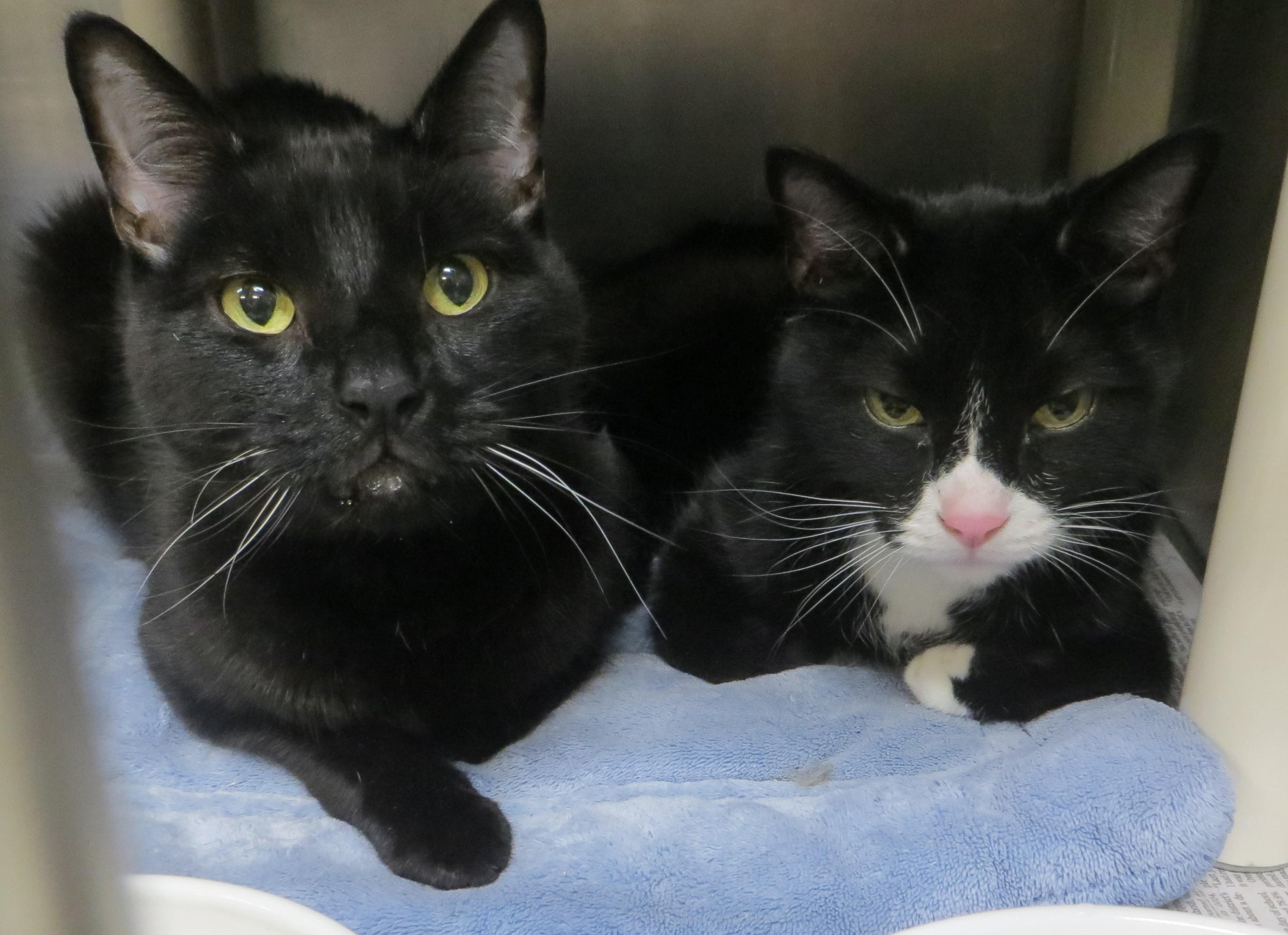 BUDDY & SMOKEY, a ADOPTABLE Domestic Short Hair in Taunton, MA image 2/6