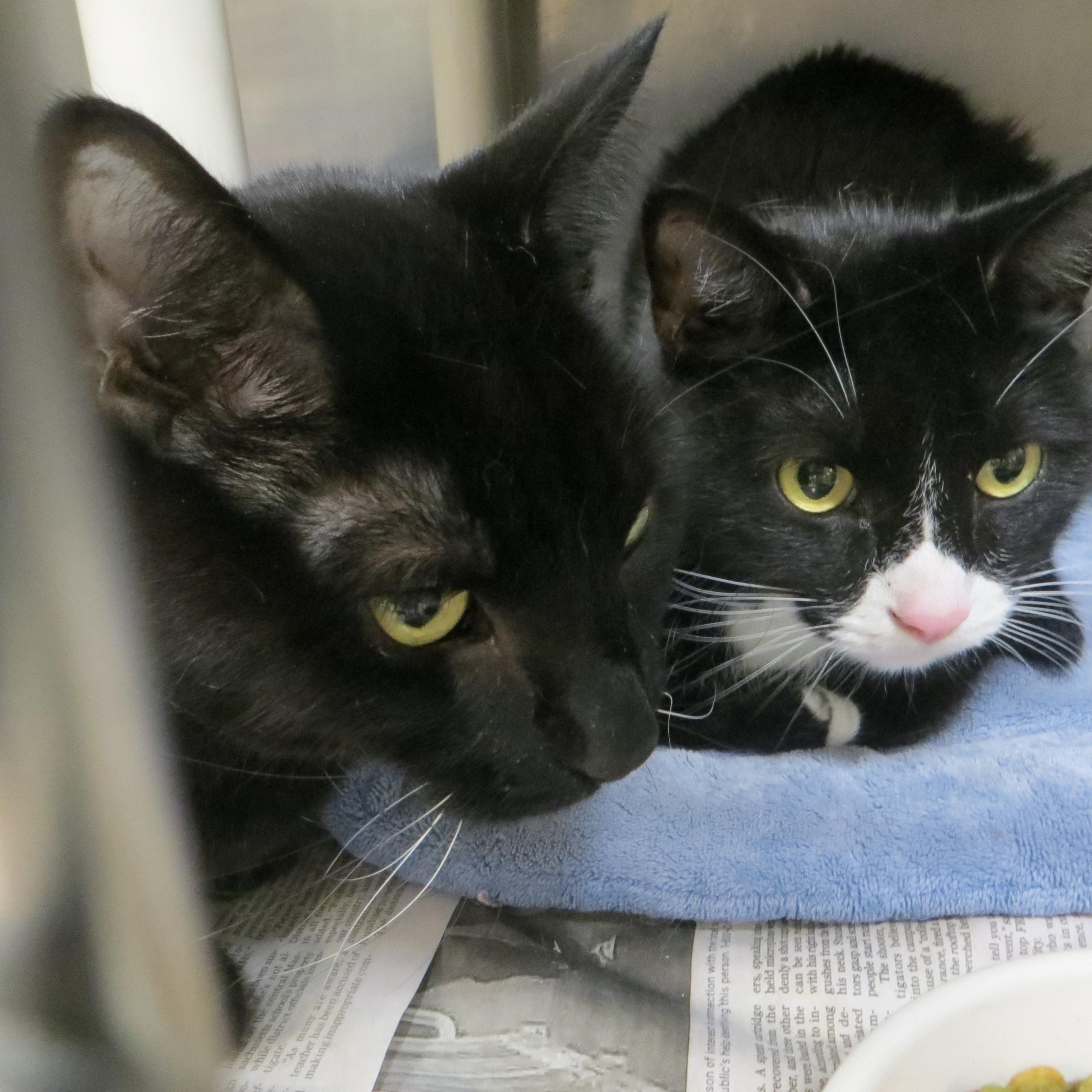 BUDDY & SMOKEY, a ADOPTABLE Domestic Short Hair in Taunton, MA image 4/6