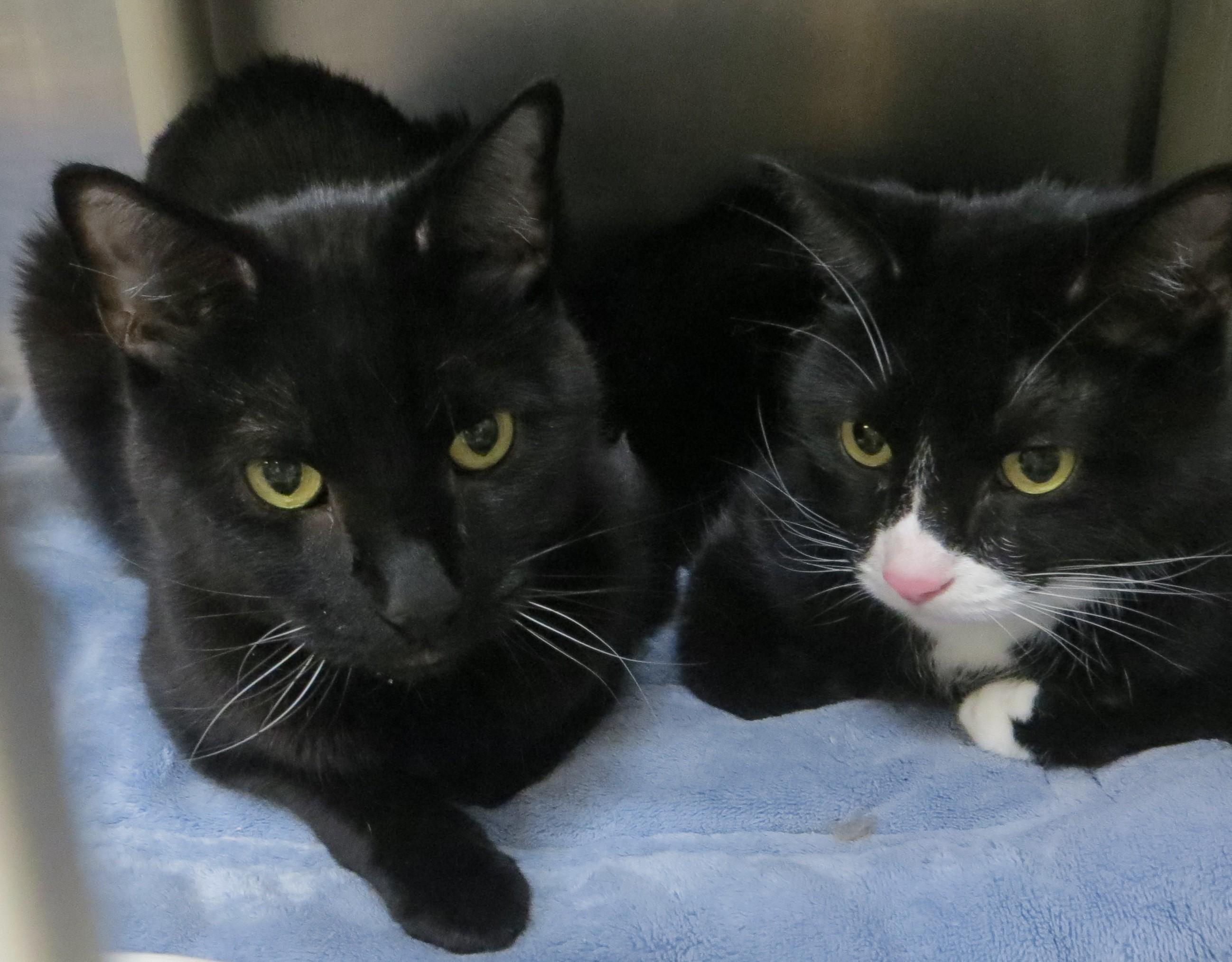 BUDDY & SMOKEY, ADOPTABLE, Adult Male Domestic Short Hair.