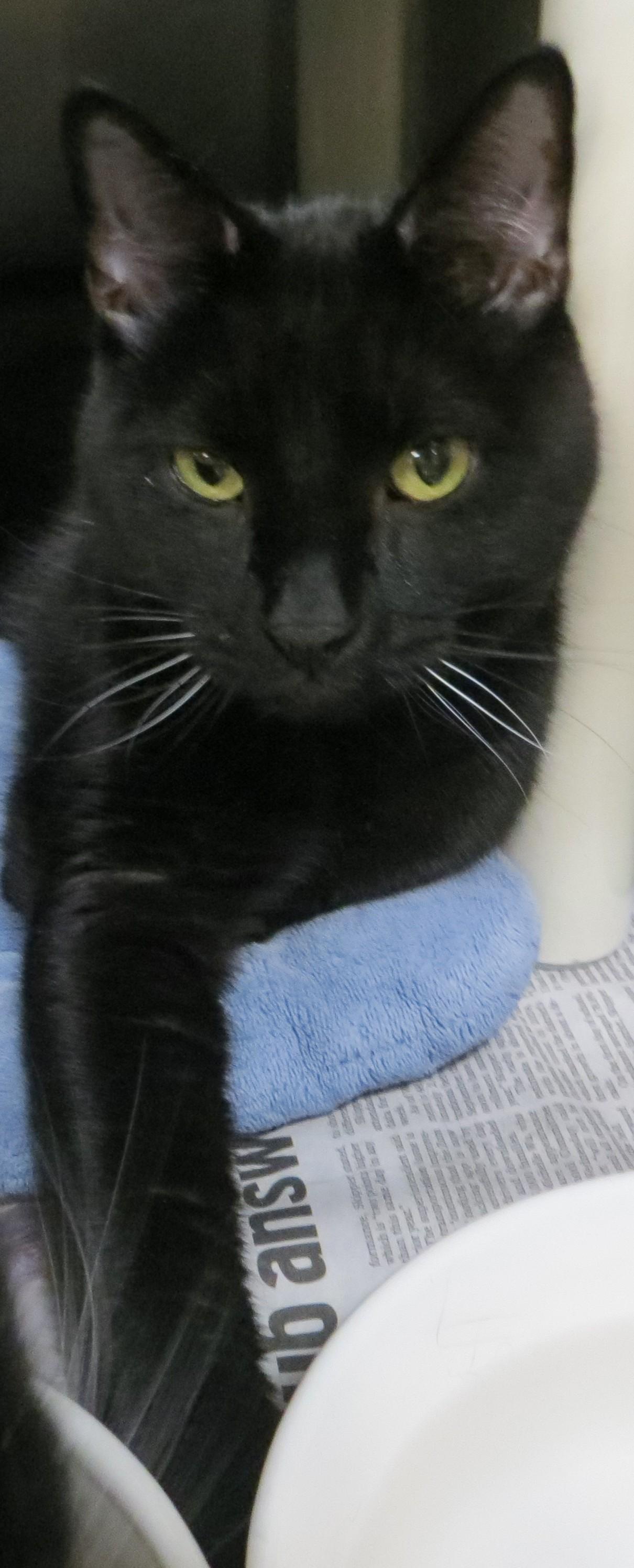 BUDDY & SMOKEY, a ADOPTABLE Domestic Short Hair in Taunton, MA image 6/6
