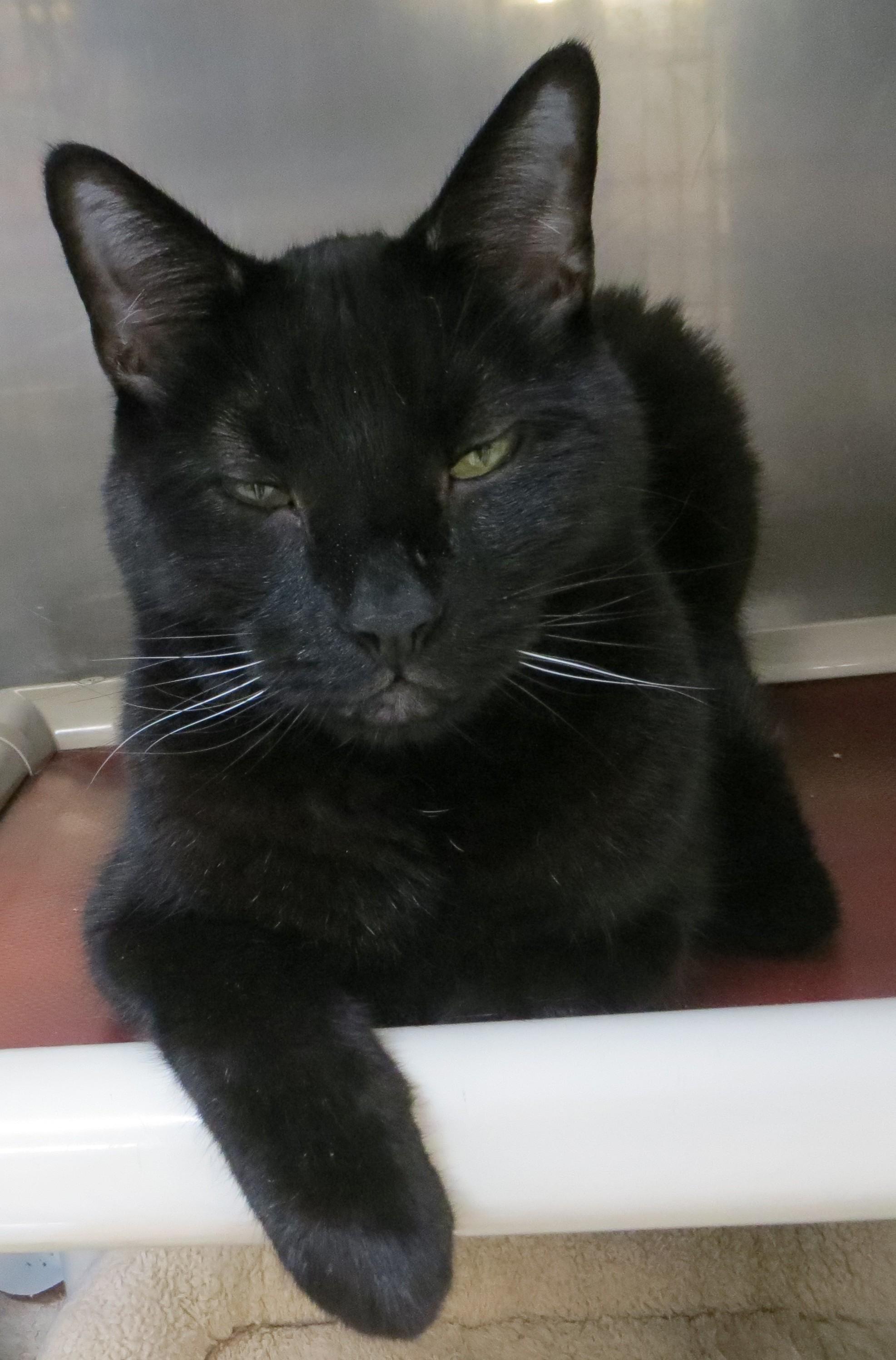 BUDDY & SMOKEY, a ADOPTABLE Domestic Short Hair in Taunton, MA image 6/6