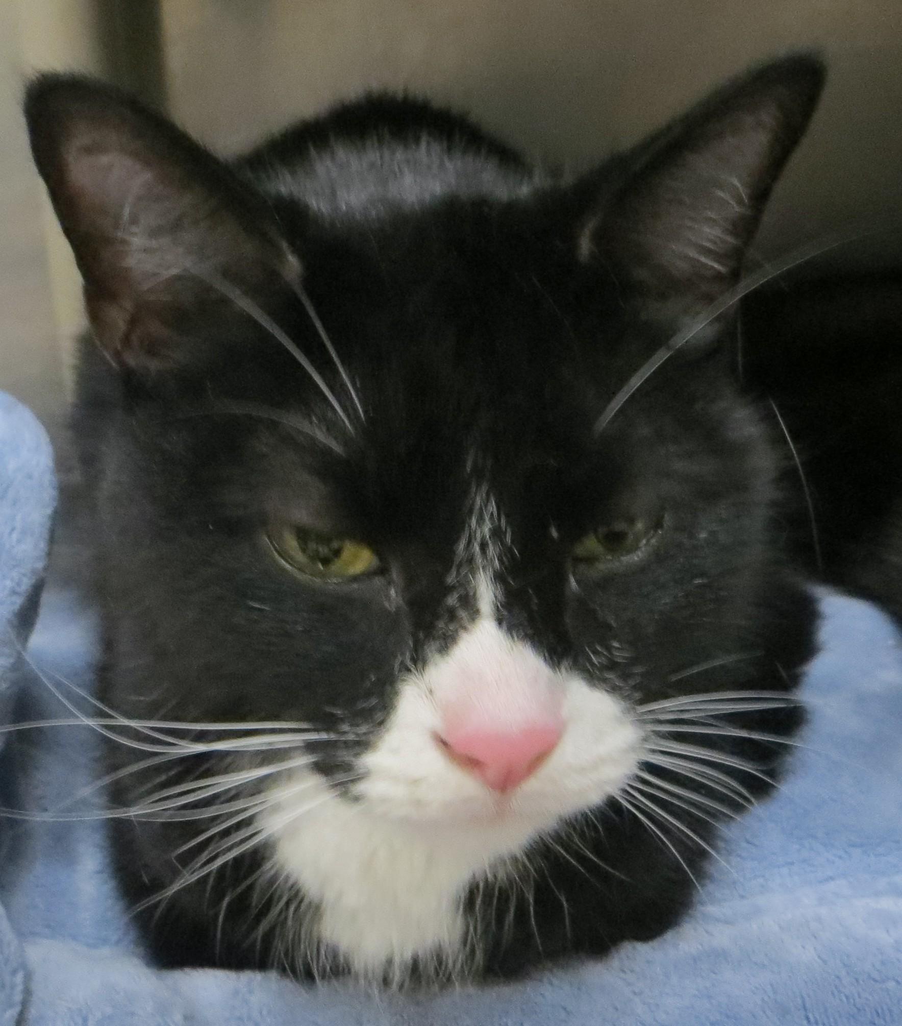 BUDDY & SMOKEY, a ADOPTABLE Domestic Short Hair in Taunton, MA image 5/6