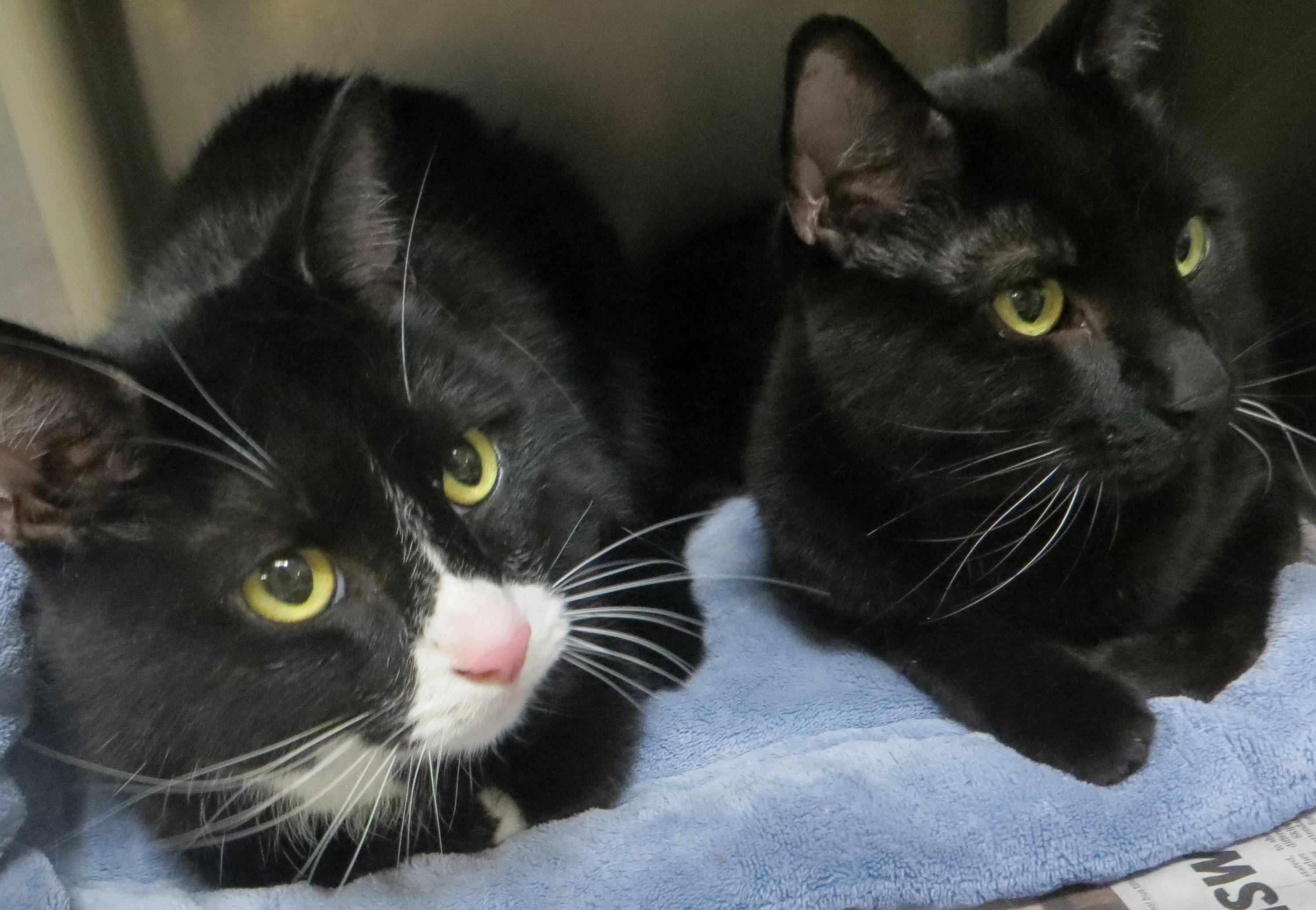 BUDDY & SMOKEY, a ADOPTABLE Domestic Short Hair in Taunton, MA image 3/6