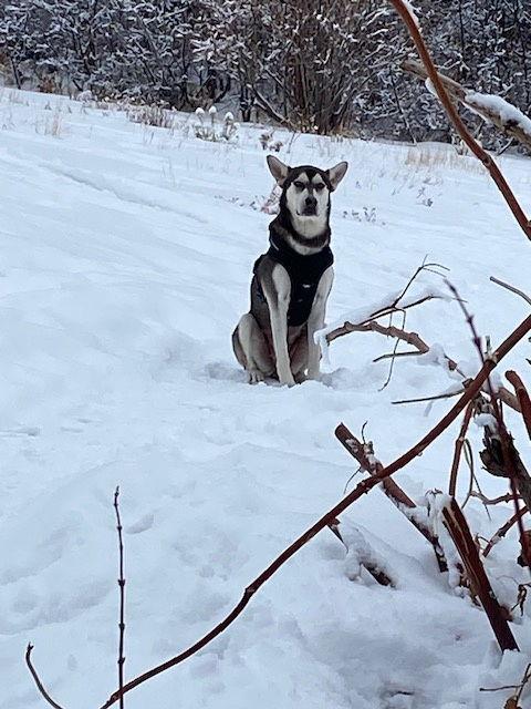 Chena Sheba, Adoptable, Young Female Husky.
