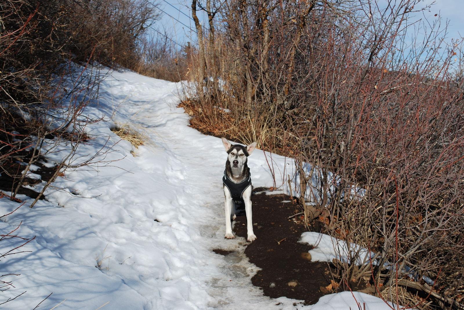 Chena Sheba, a Adoptable Husky in Midway, UT image 2/3
