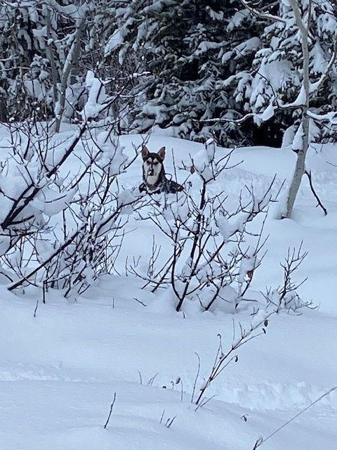 Chena Sheba, a Adoptable Husky in Midway, UT image 3/3