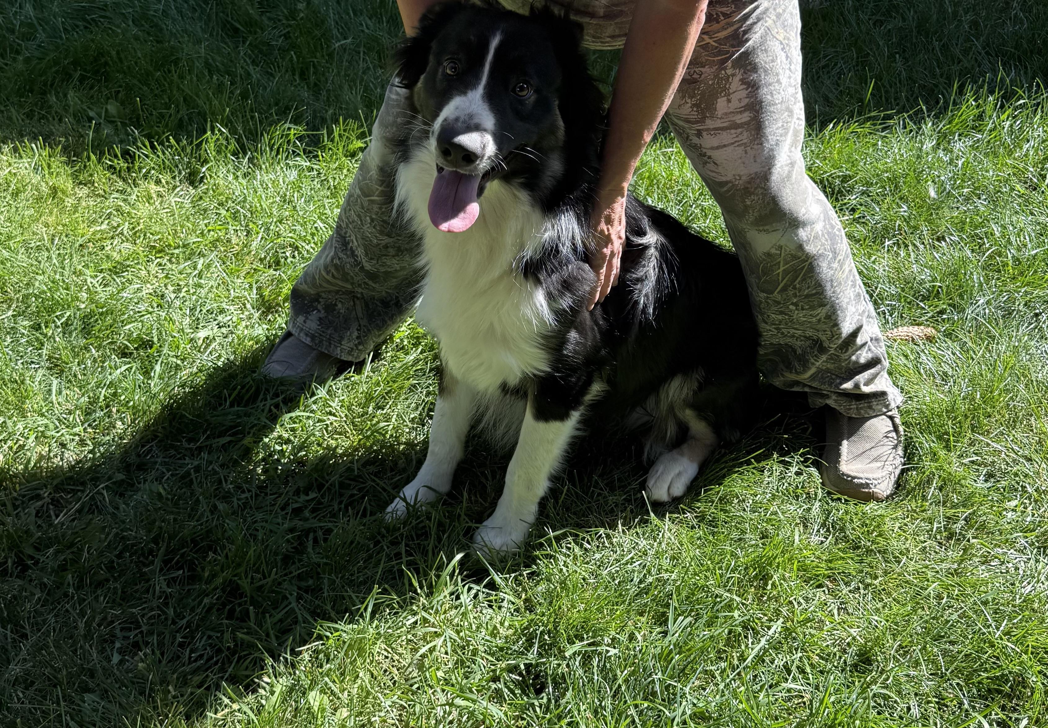 JJ, an adoptable Australian Cattle Dog / Blue Heeler, Australian Shepherd in Dubois, WY, 82513 | Photo Image 5