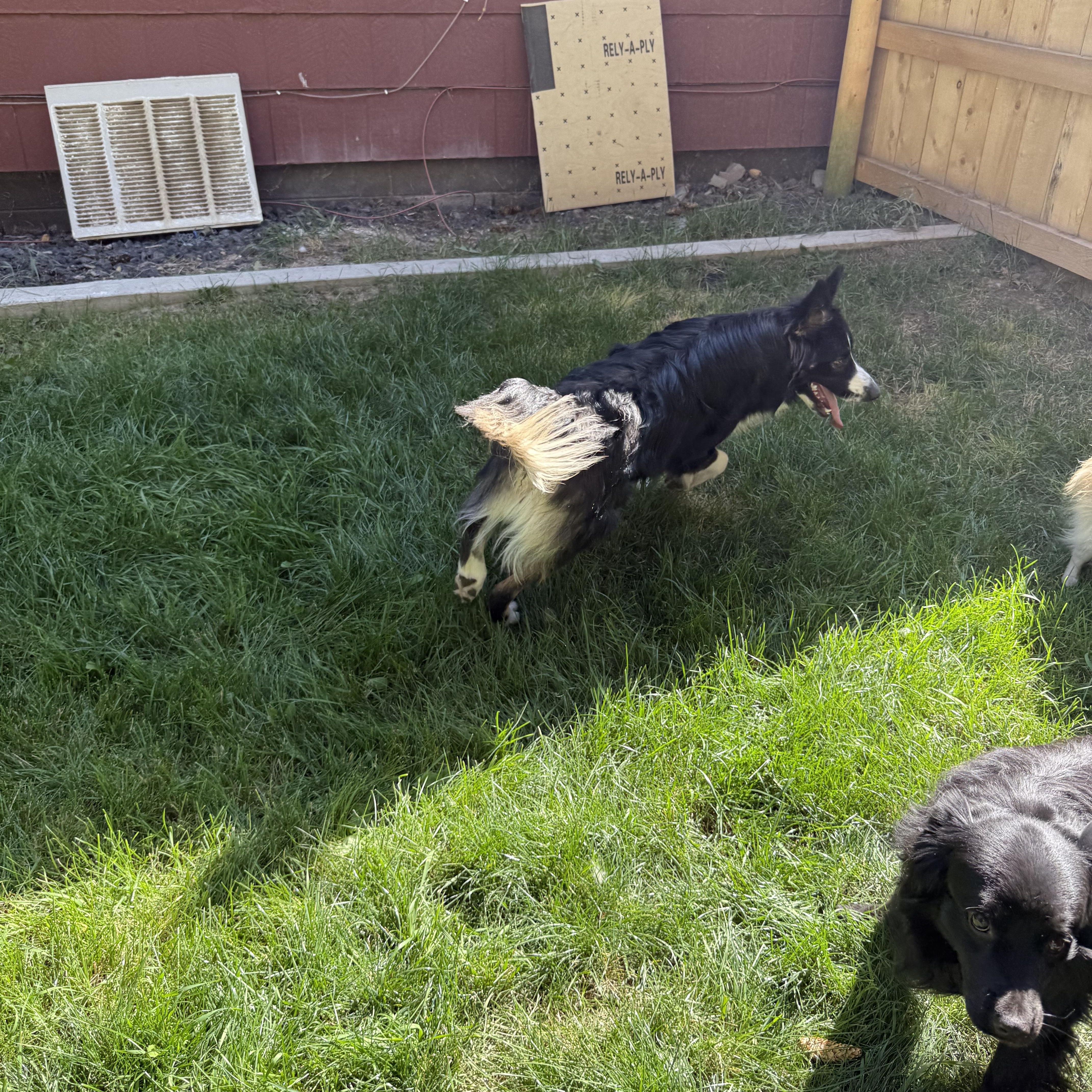 JJ, an adoptable Australian Cattle Dog / Blue Heeler, Australian Shepherd in Dubois, WY, 82513 | Photo Image 2