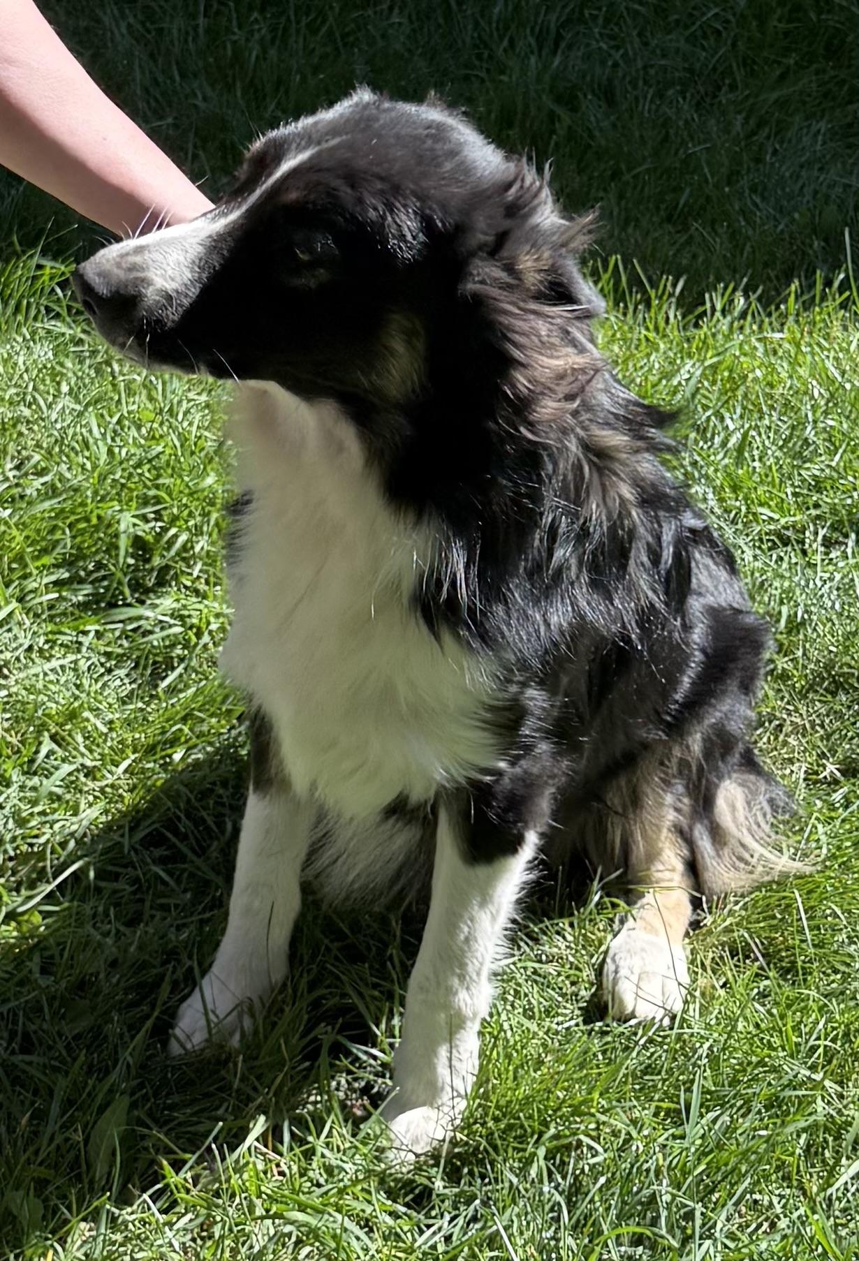 JJ, an adoptable Australian Cattle Dog / Blue Heeler, Australian Shepherd in Dubois, WY, 82513 | Photo Image 4