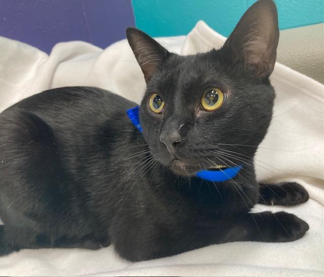 Enlarge MR. UNIVERSE, a Adoptable Domestic Short Hair in Upper Marlboro, MD image 1/1