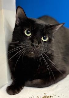 Waylynn, a Adoptable mixed breed in Fort Worth, TX image 2/3