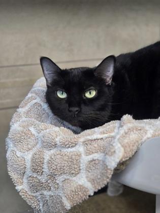 Waylynn, a Adoptable mixed breed in Fort Worth, TX image 3/3