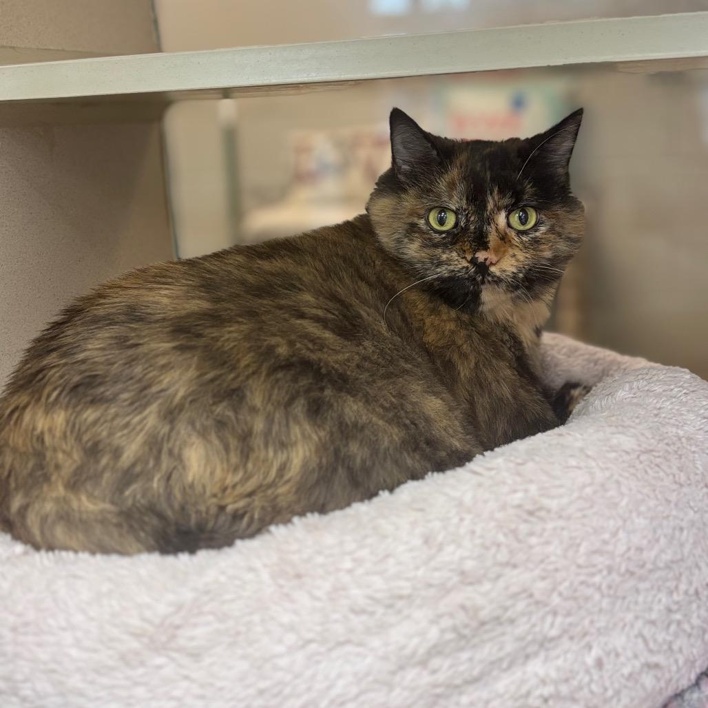 Muna, Adoptable, Senior Female Domestic Long Hair.