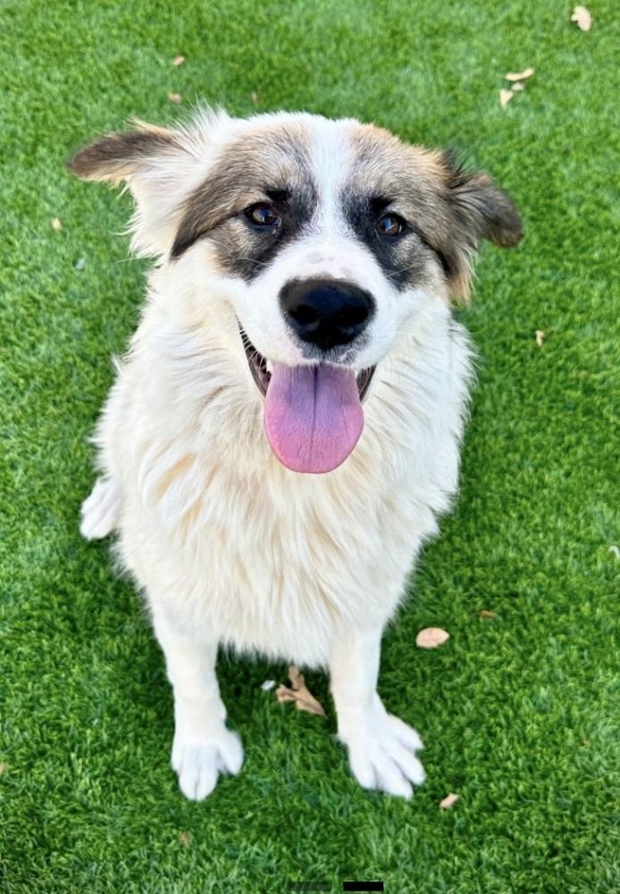 Seven HW+, Adopted, Adult Female Great Pyrenees & Australian Shepherd.
