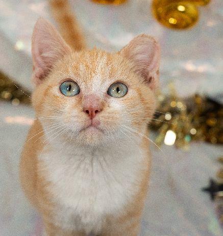 Mickey, Adoptable, Kitten Male Domestic Short Hair.