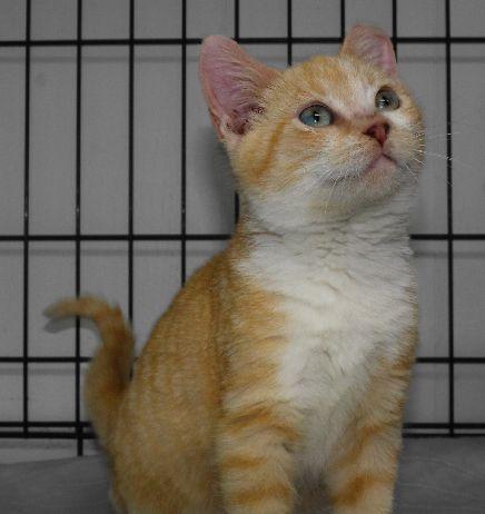 Enlarge Mickey, a Adoptable Domestic Short Hair in Lafayette, LA image 2/4