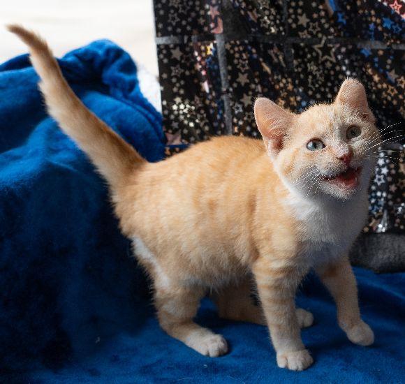 Enlarge Mickey, a Adoptable Domestic Short Hair in Lafayette, LA image 3/4