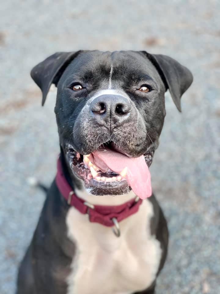 Enlarge REMINGTON, a Adoptable mixed breed in Dallas, PA image 1/1