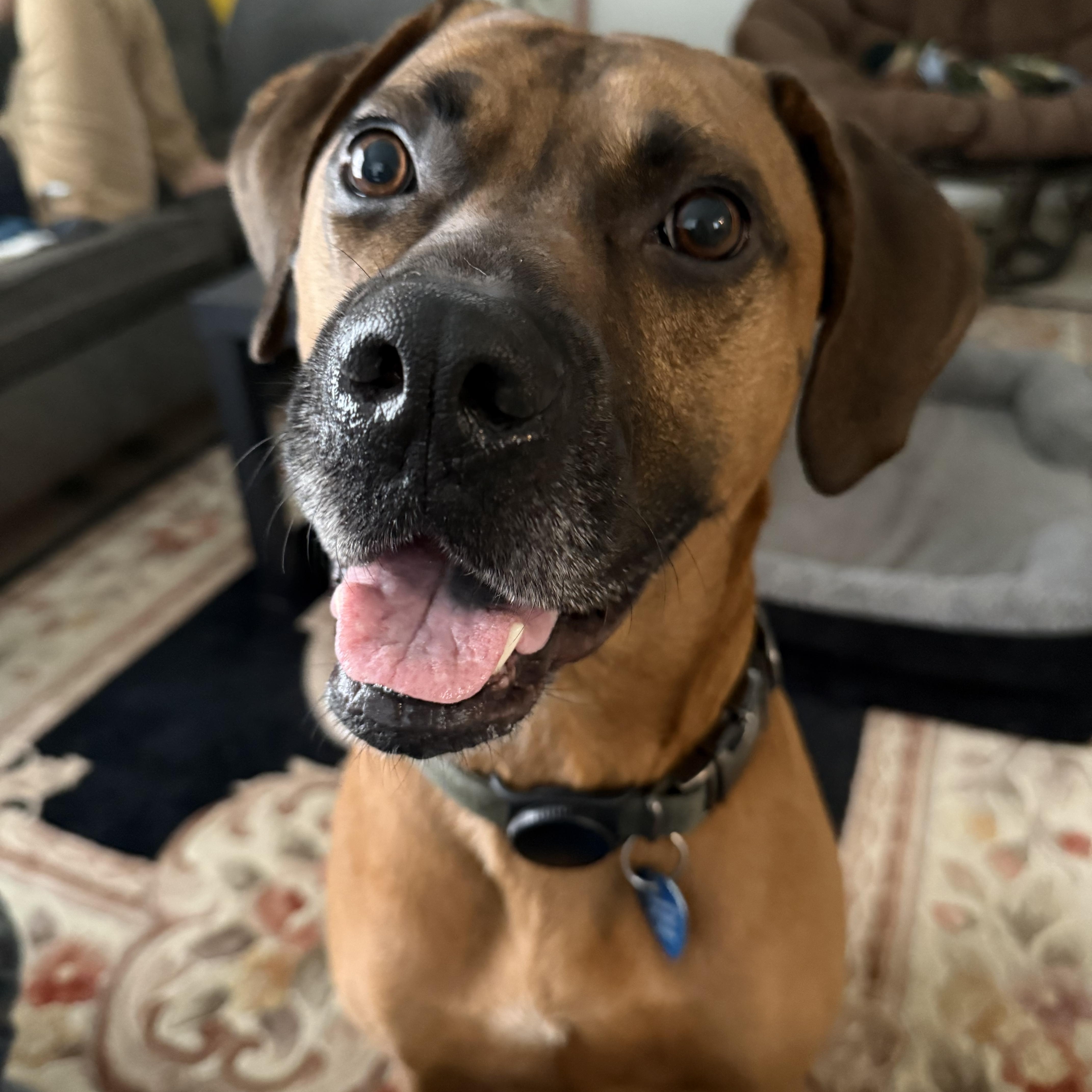 Dutch, Adoptable, Adult Male Rhodesian Ridgeback.