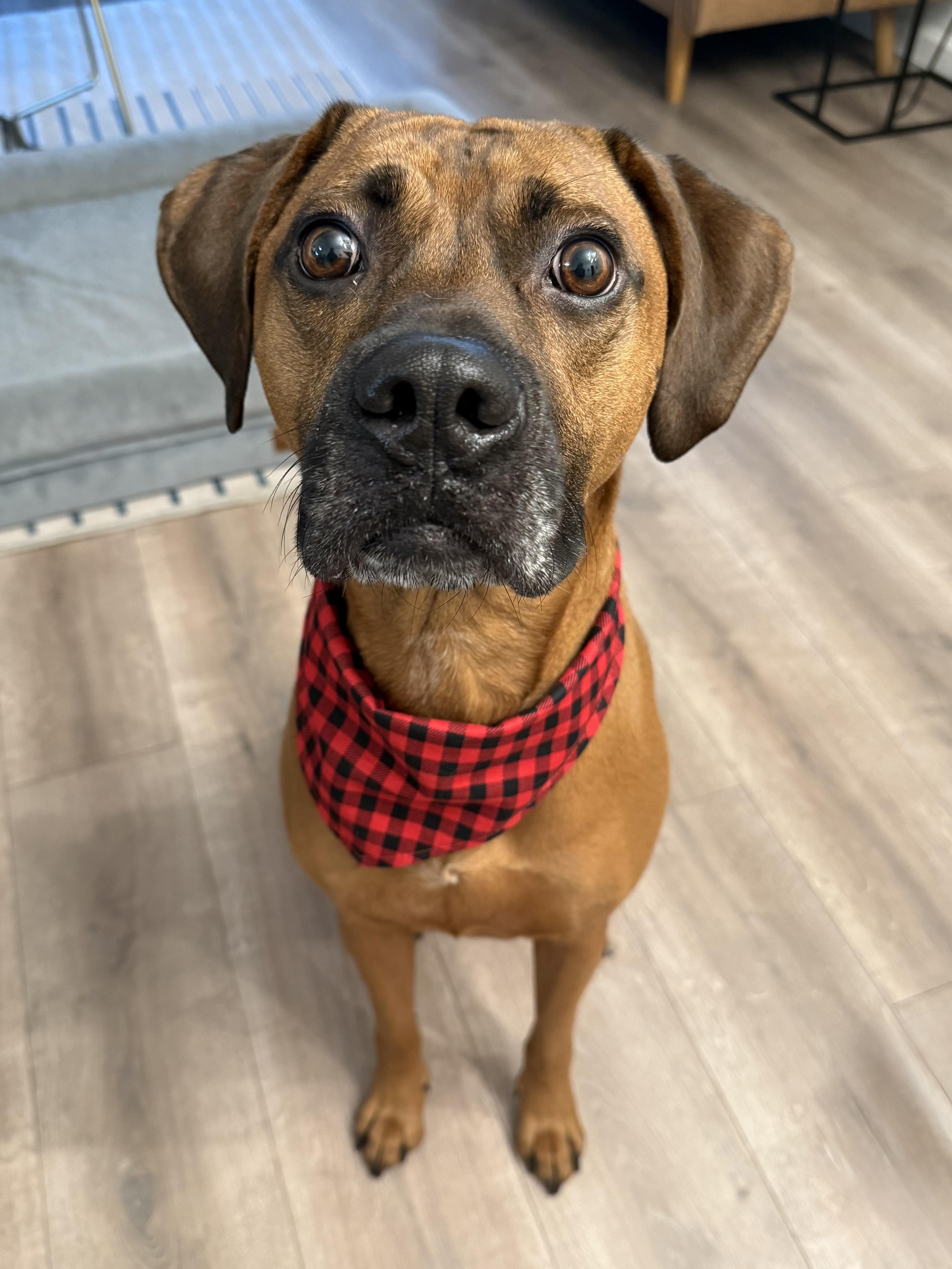 Enlarge Dutch, a Adoptable mixed breed in Austin, TX image 2/6