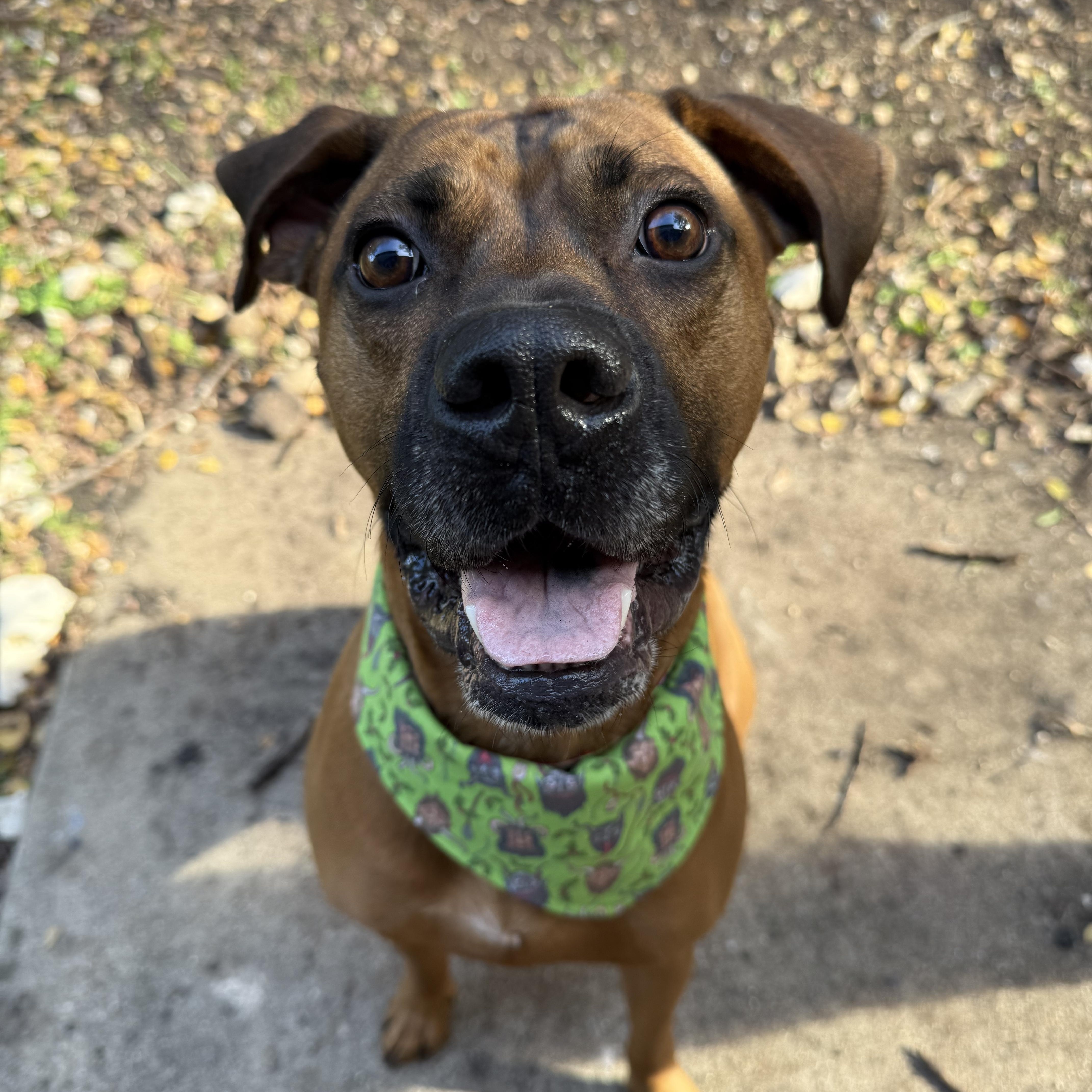 Enlarge Dutch, a Adoptable mixed breed in Austin, TX image 6/6