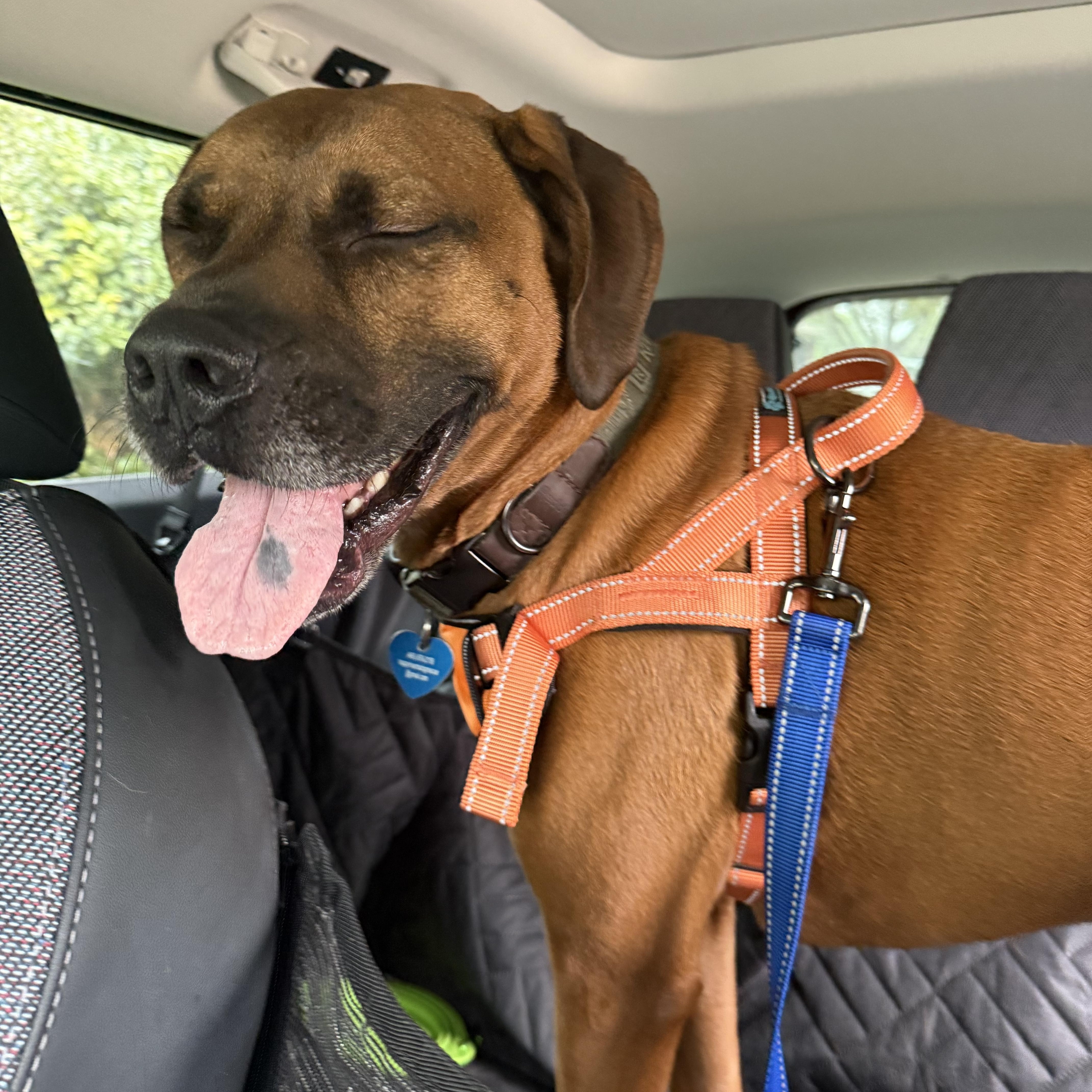 Dutch, a Adoptable mixed breed in Austin, TX image 5/5