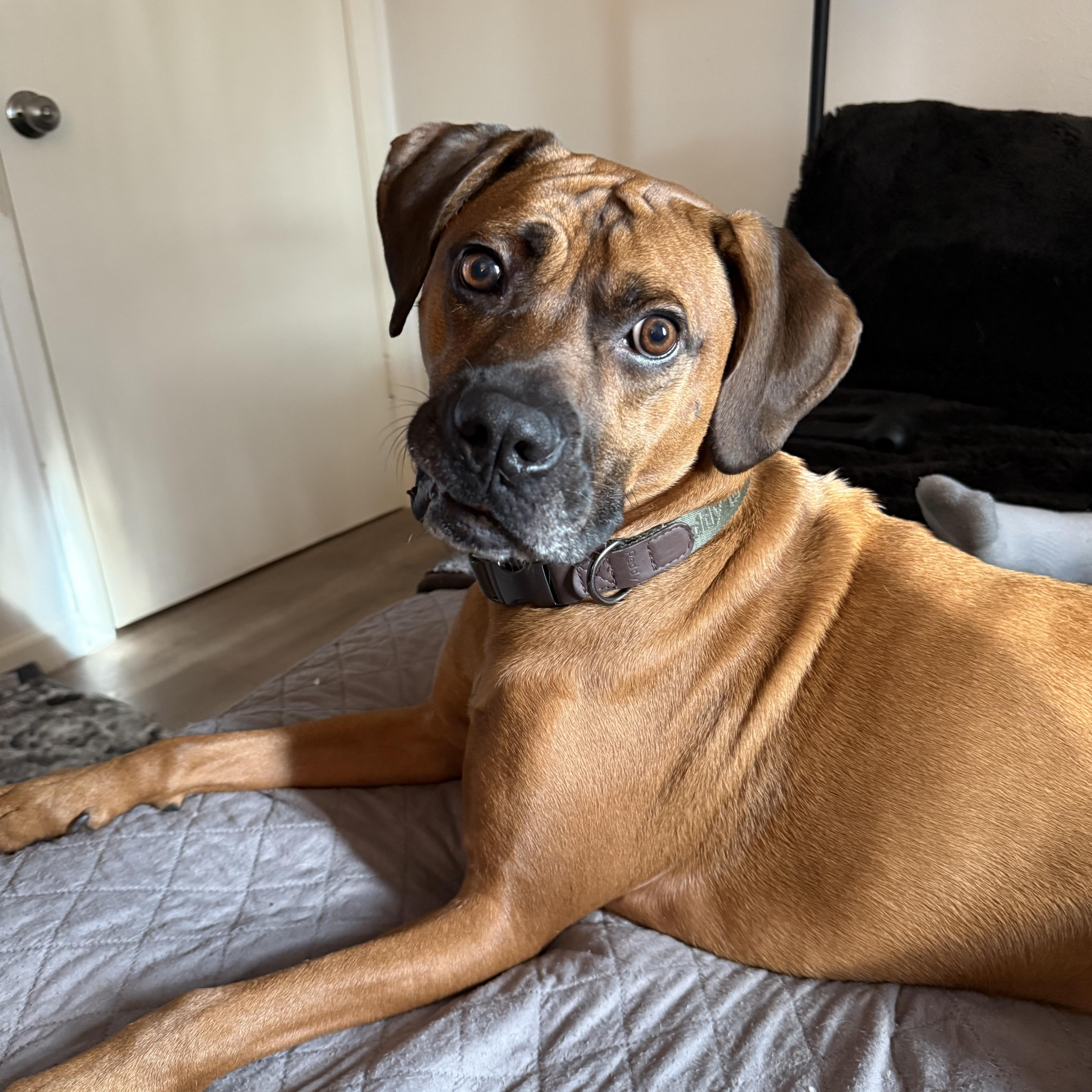 Dutch, Adoptable, Adult Male Rhodesian Ridgeback.