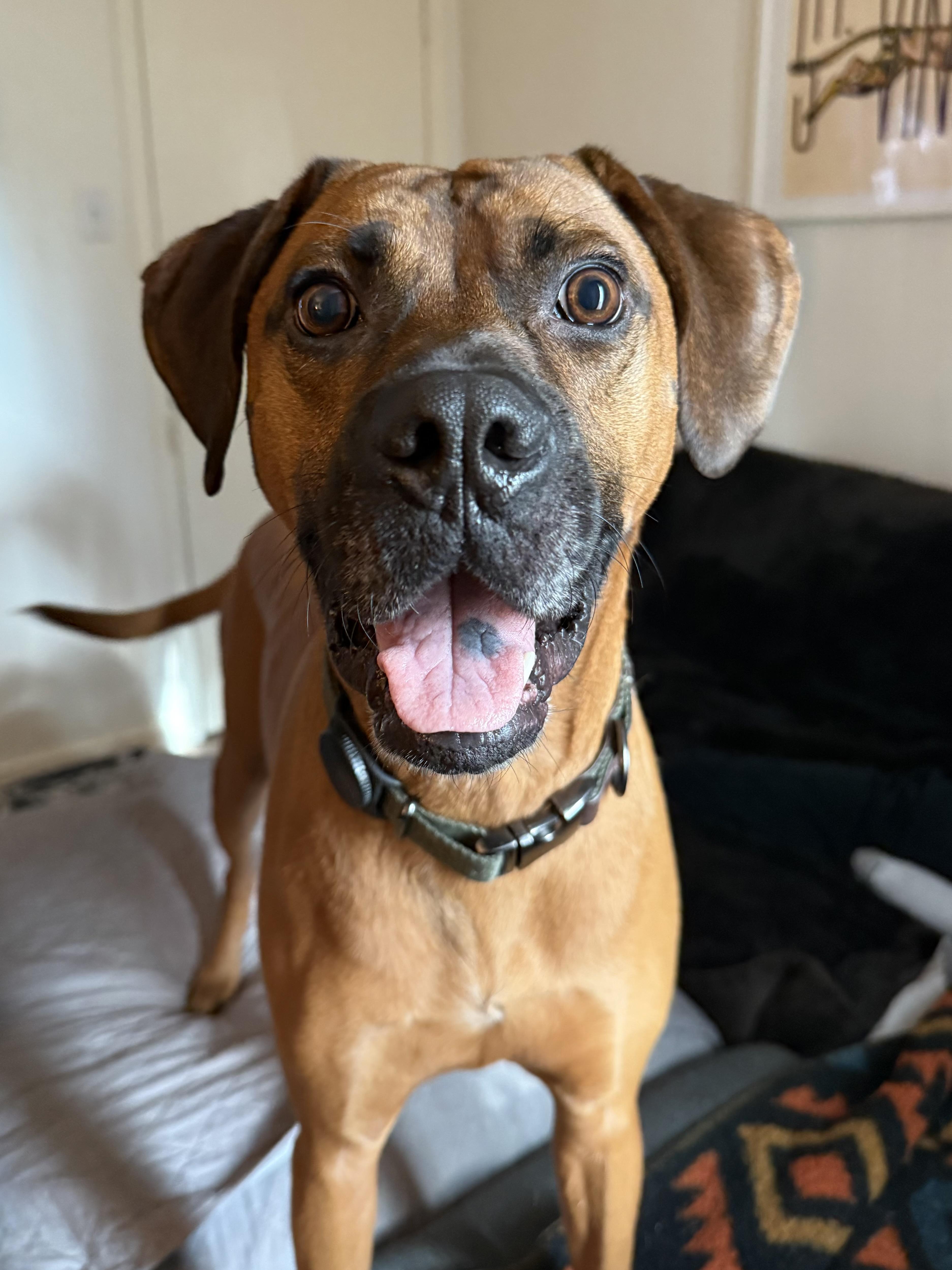 Enlarge Dutch, a Adoptable mixed breed in Austin, TX image 5/6