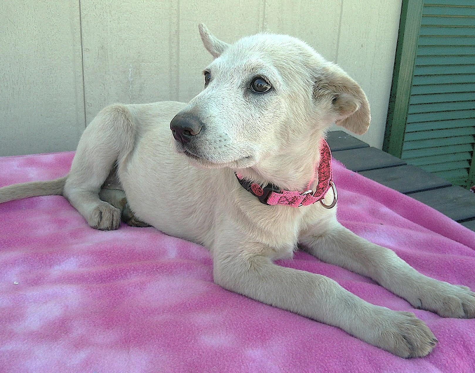 Enlarge Chinook, a ADOPTABLE mixed breed in Olympia, WA image 1/2