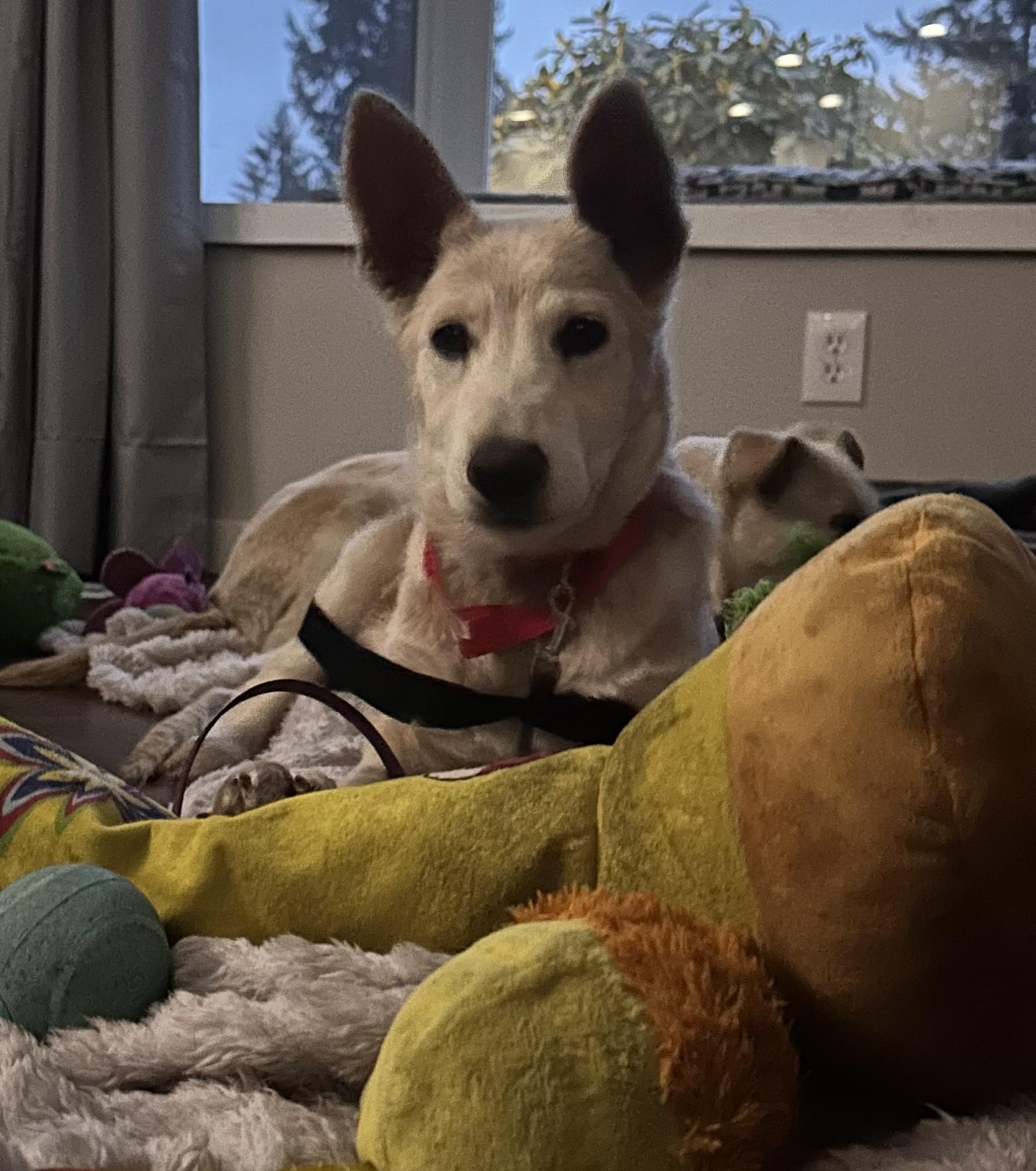 Chinook, ADOPTABLE, Puppy Female Shepherd.