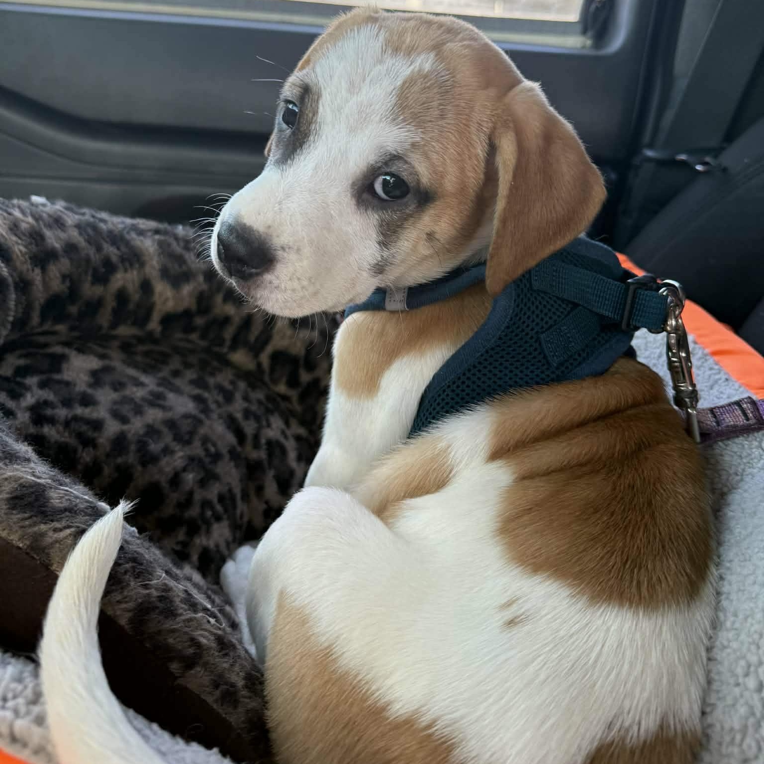 Enlarge Lumi *Adorable Beagle/Lab Girlie*, a Adoptable mixed breed in Riverview, FL image 2/6