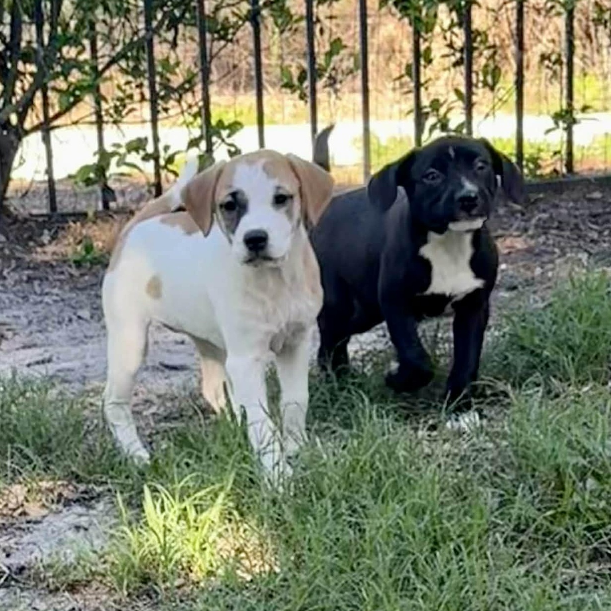 Enlarge Lumi *Adorable Beagle/Lab Girlie*, a Adoptable mixed breed in Riverview, FL image 4/6
