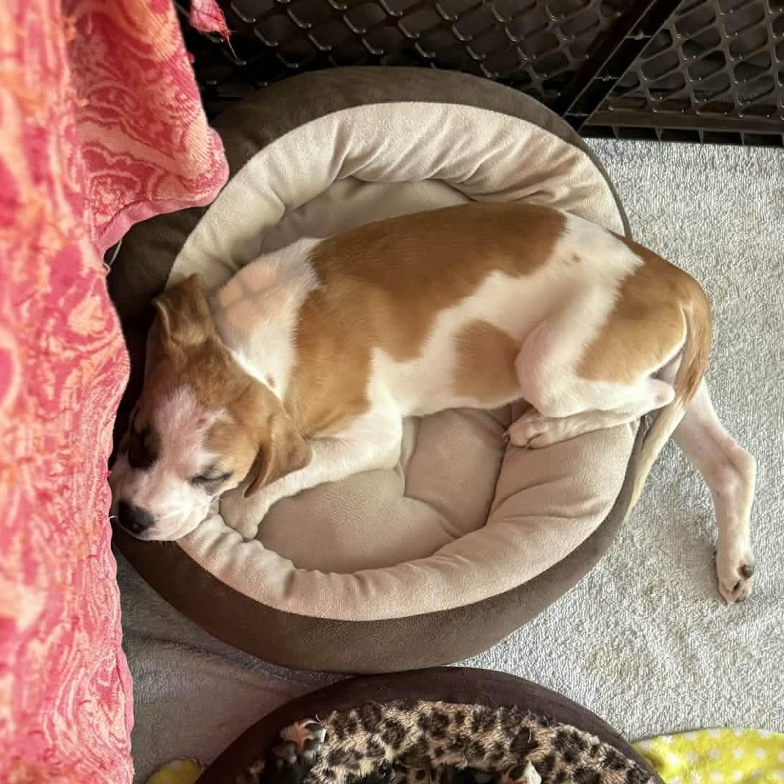 Enlarge Lumi *Adorable Beagle/Lab Girlie*, a Adoptable mixed breed in Riverview, FL image 6/6