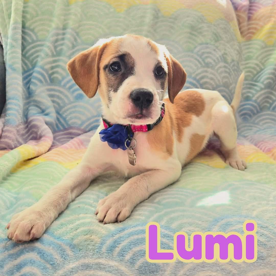 Enlarge Lumi *Adorable Beagle/Lab Girlie*, a Adoptable mixed breed in Riverview, FL image 1/6