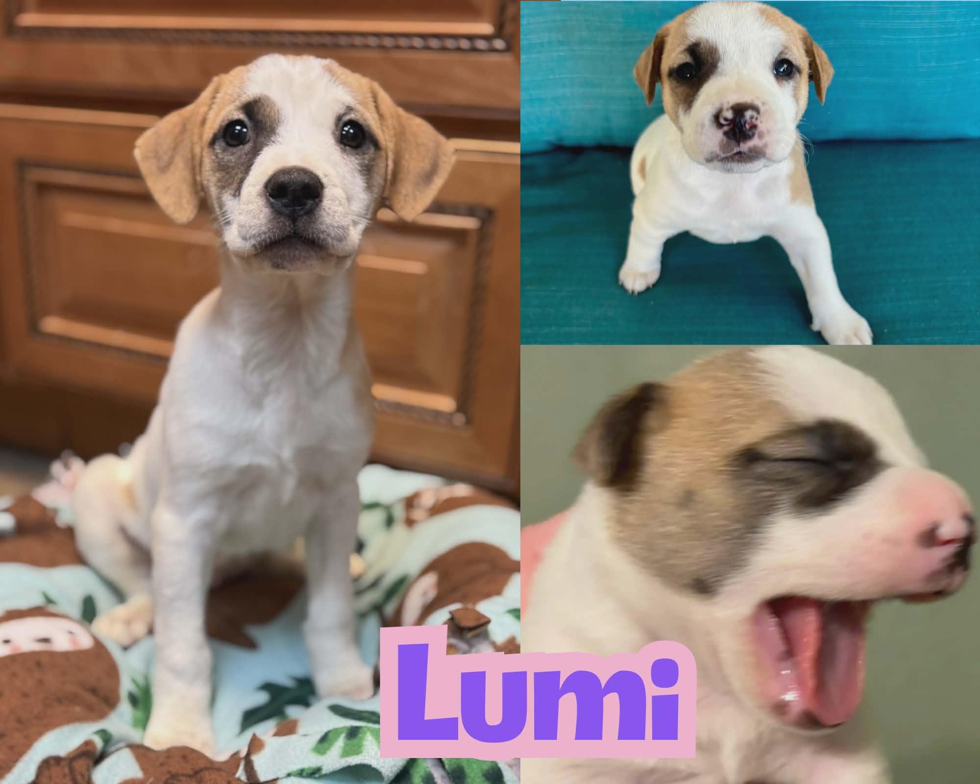 Enlarge Lumi *Adorable Beagle/Lab Girlie*, a Adoptable mixed breed in Riverview, FL image 3/6