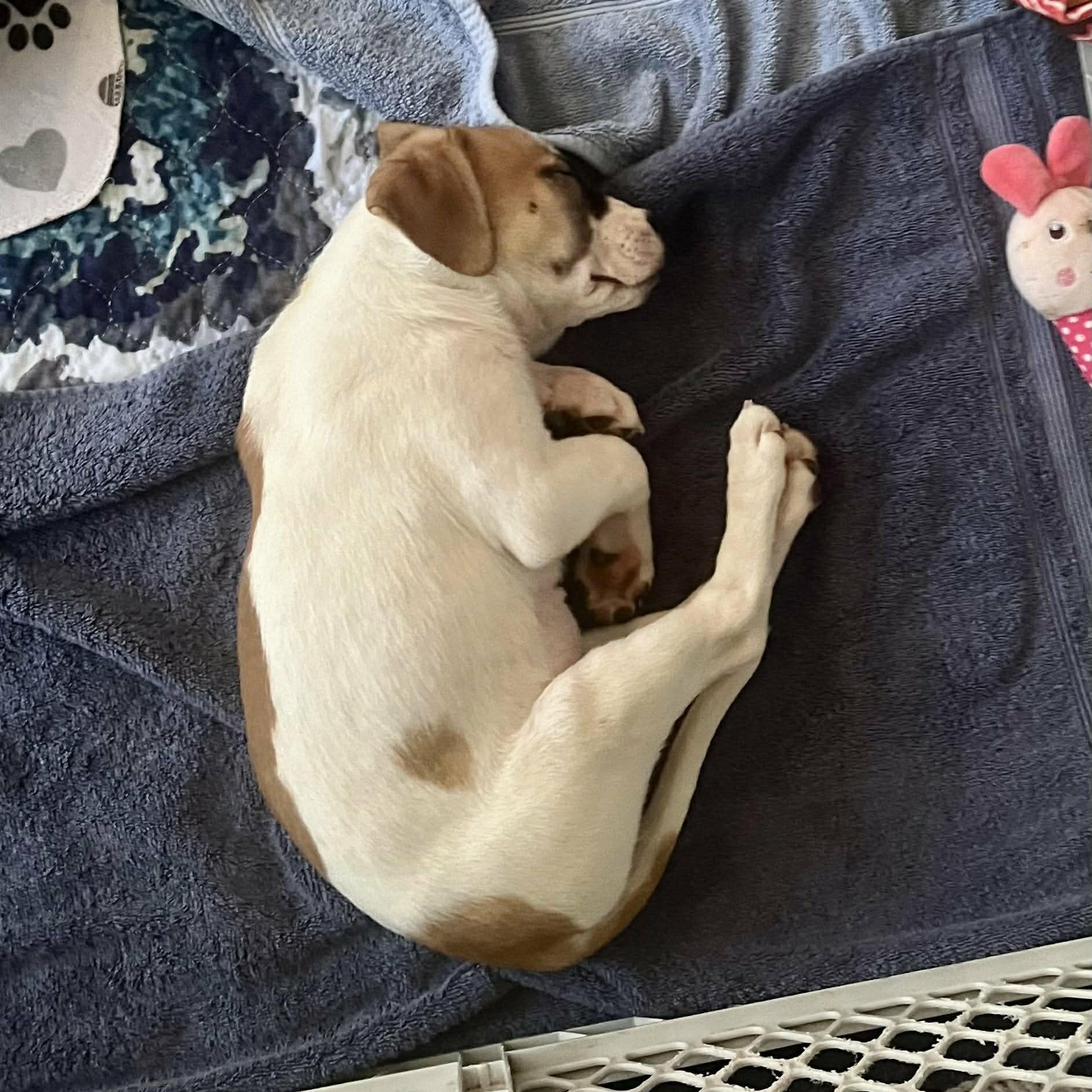 Enlarge Lumi *Adorable Beagle/Lab Girlie*, a Adoptable mixed breed in Riverview, FL image 5/6