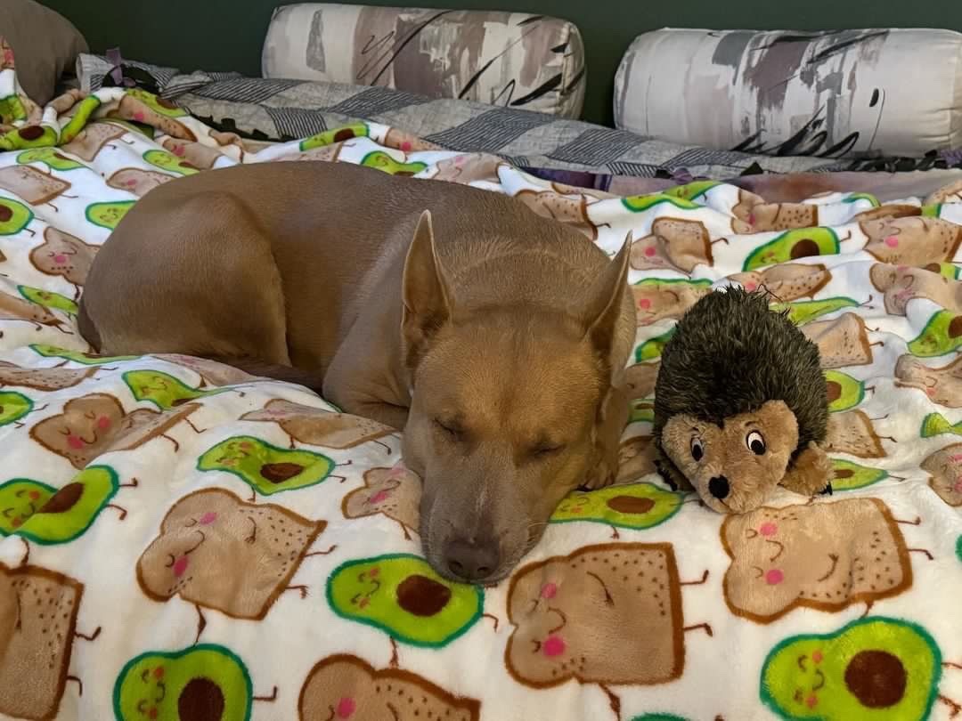 Enlarge Ellie, a Adopted mixed breed in Los Angeles, CA image 1/5