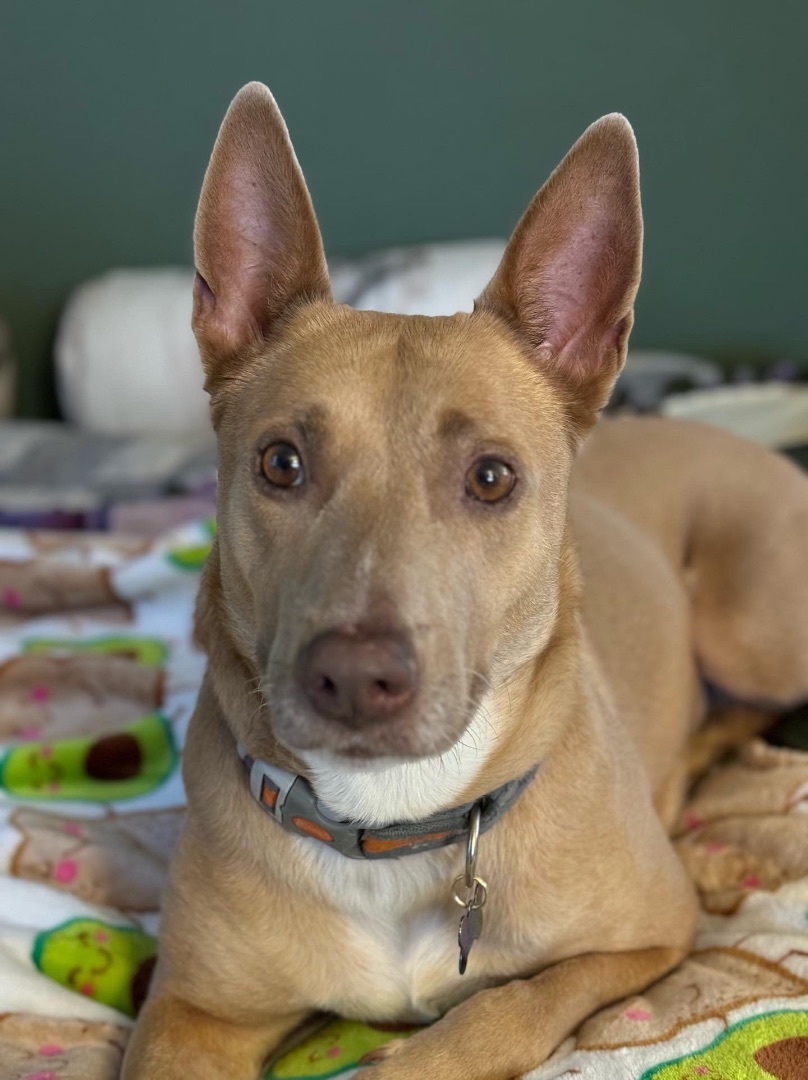 Enlarge Ellie, a Adopted mixed breed in Los Angeles, CA image 2/5