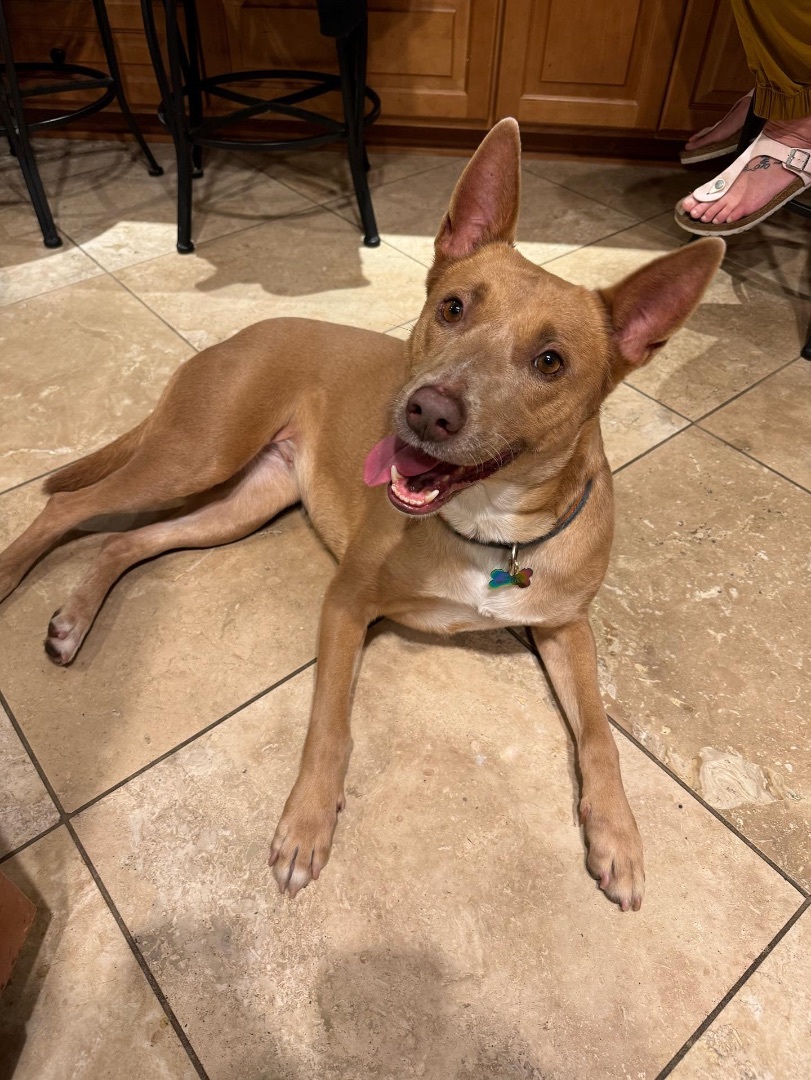 Enlarge Ellie, a Adopted mixed breed in Los Angeles, CA image 3/5